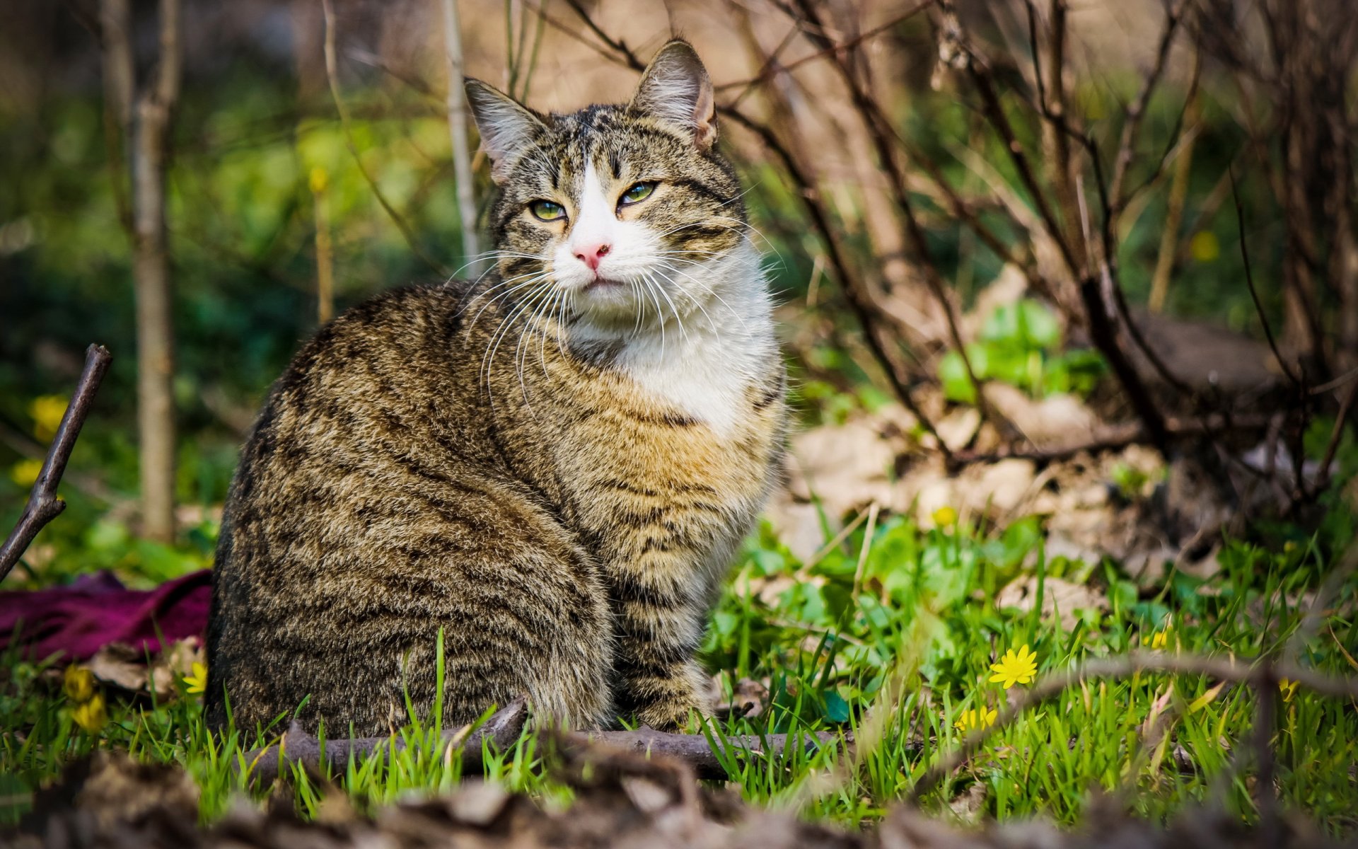 gato mirada primavera