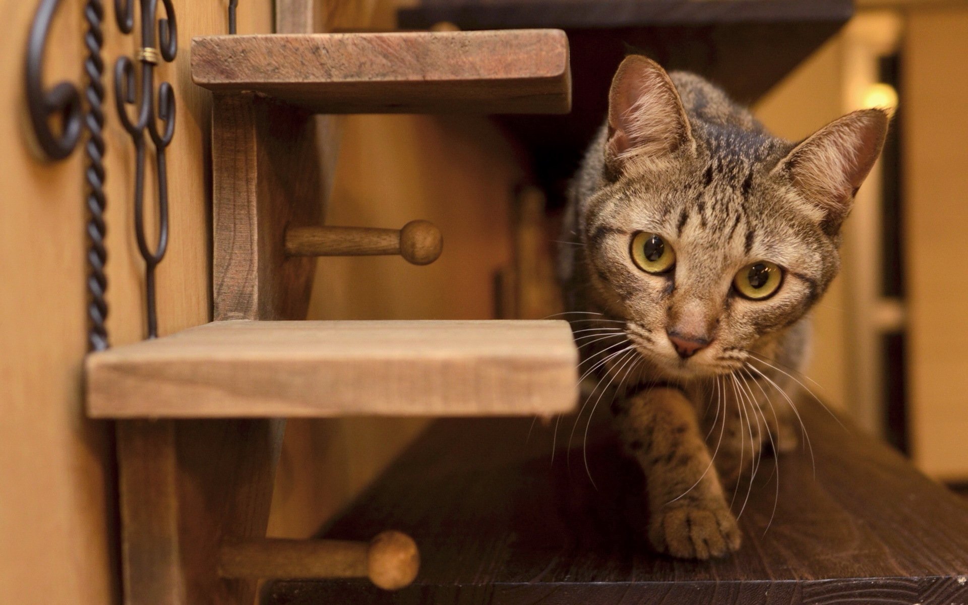 chat vue maison