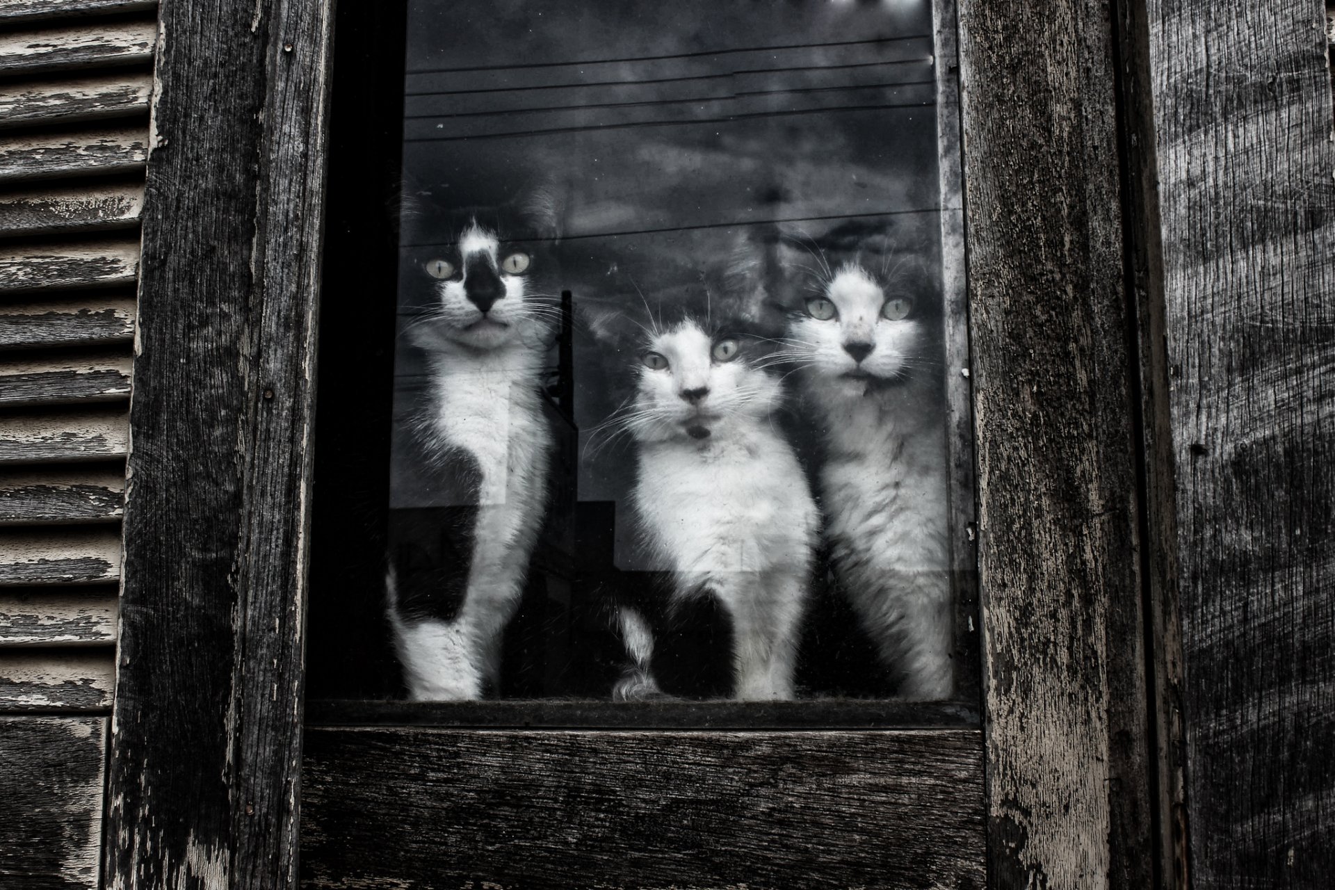 katzen blick kote fenster