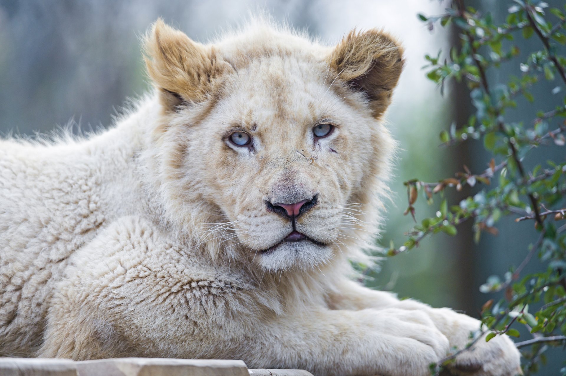 lion blanc chat museau yeux bleus ©tambako the jaguar