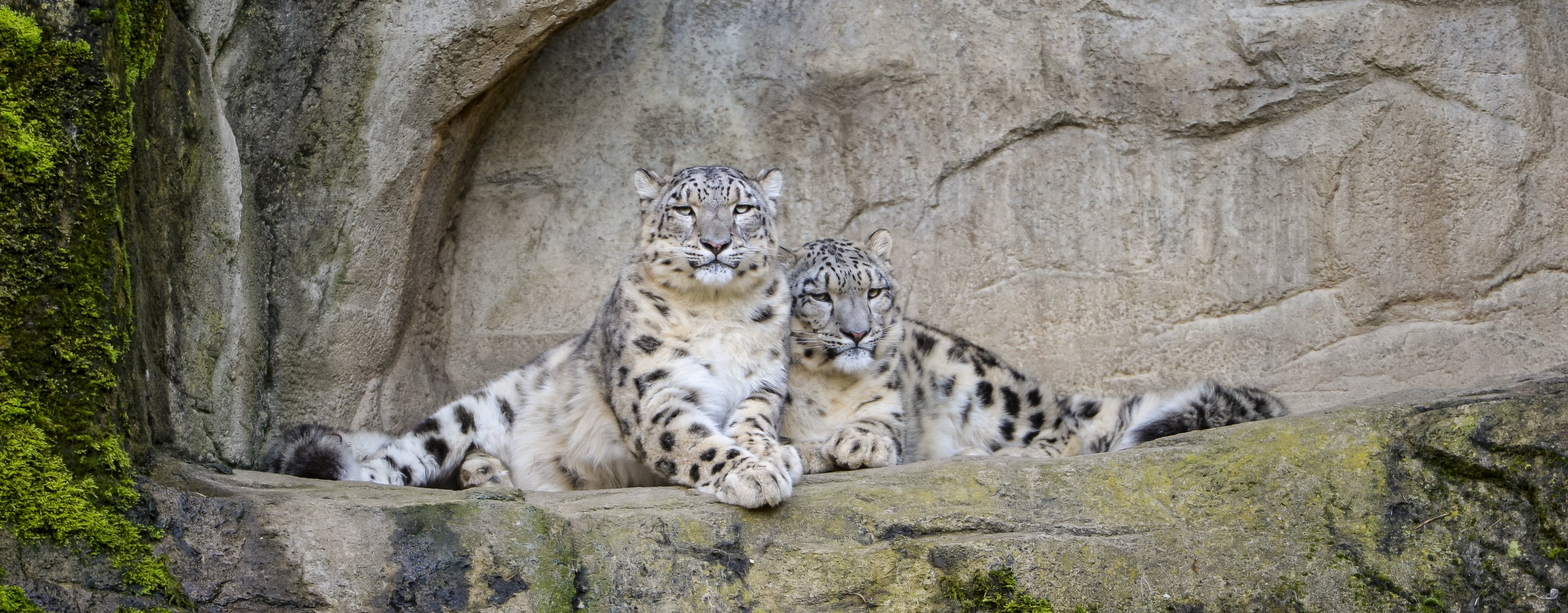 léopard des neiges irbis chat couple pierres ©tambako the jaguar