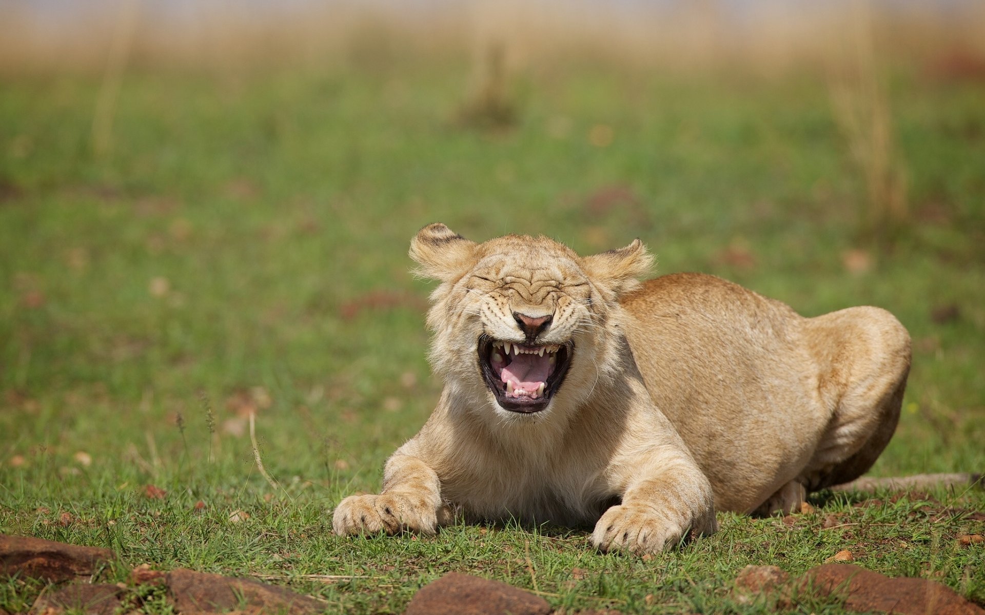 lionne chat sauvage rire