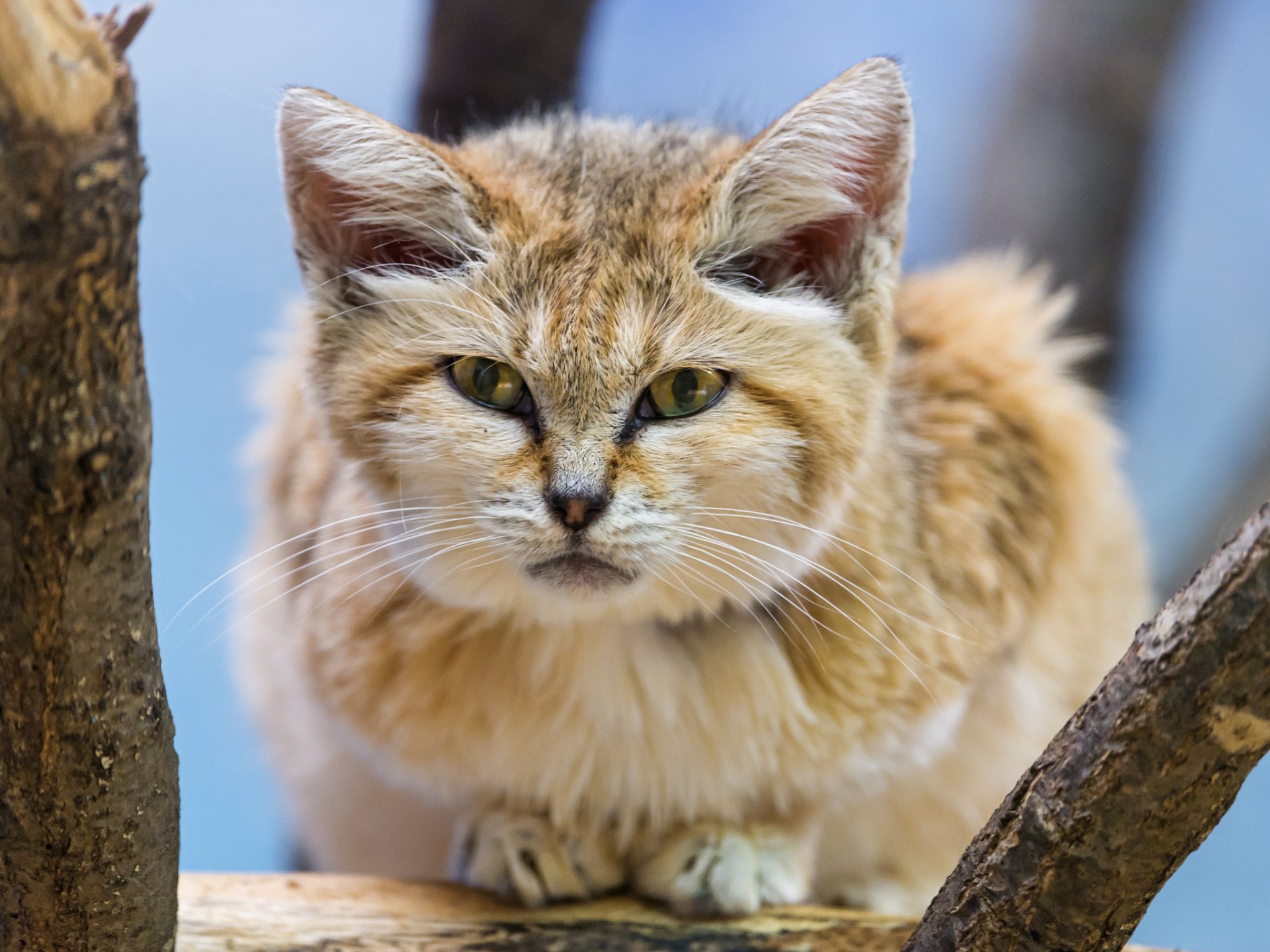 барханная кошка песчаный кот взгляд песок кошка ©tambako the jaguar