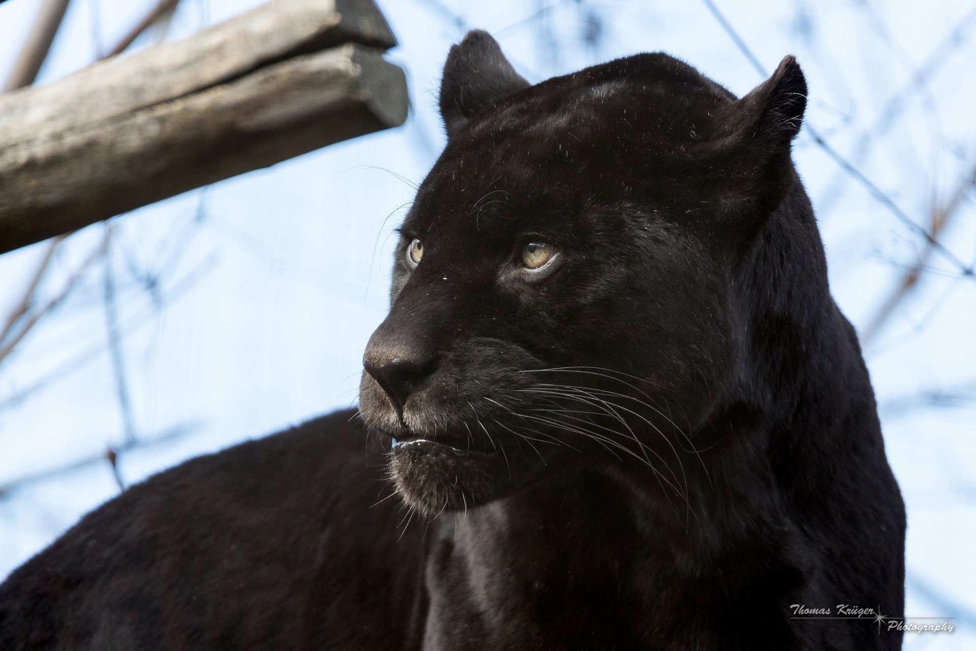 schwarzer jaguar panther wildkatze raubtier schnauze