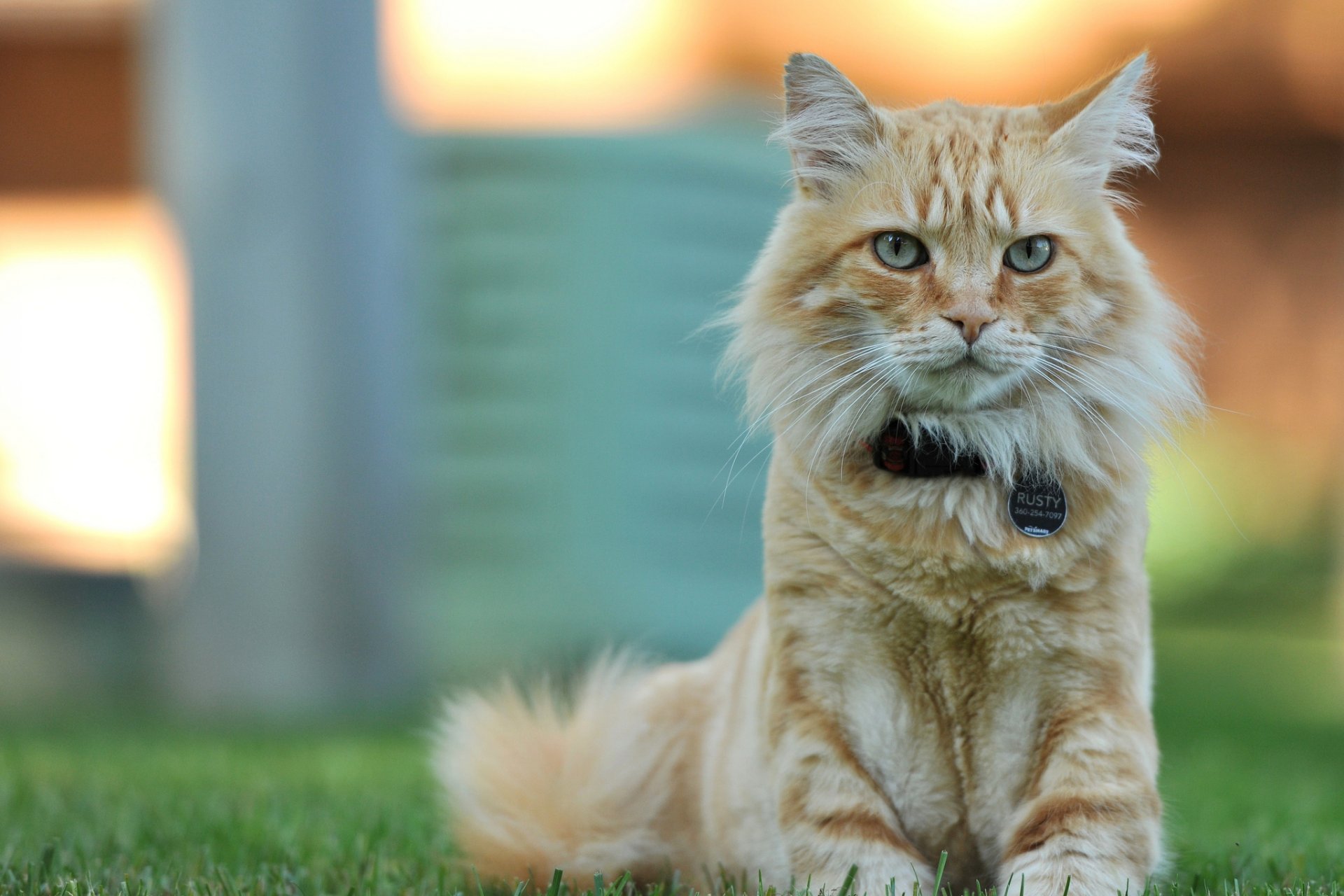 gatto rosso posa sguardo