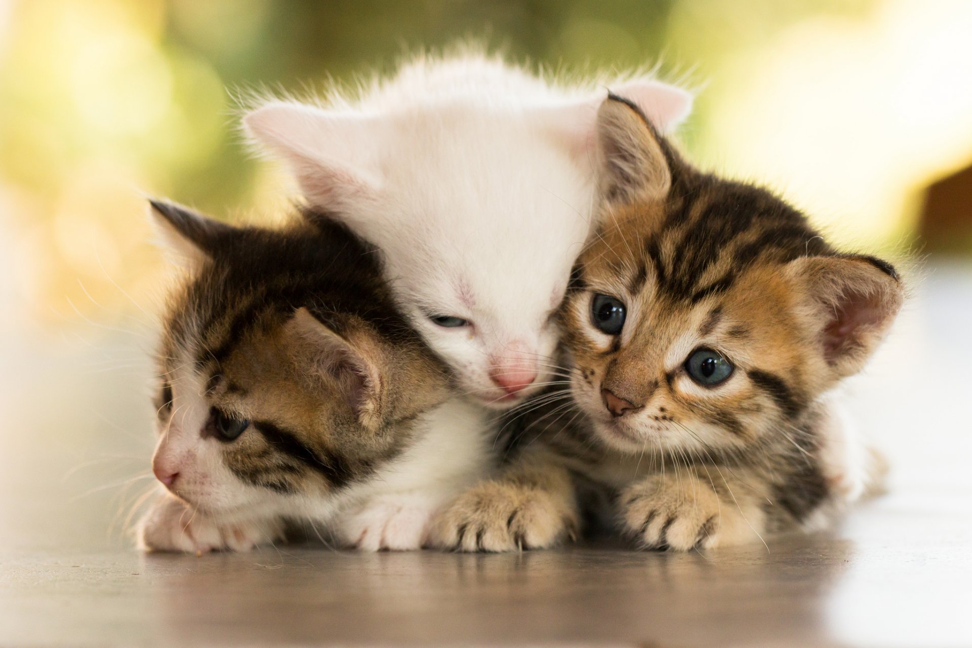 animaux chatons trio