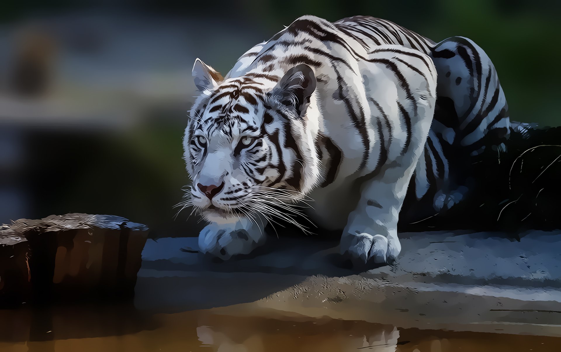 white tiger nature predator view