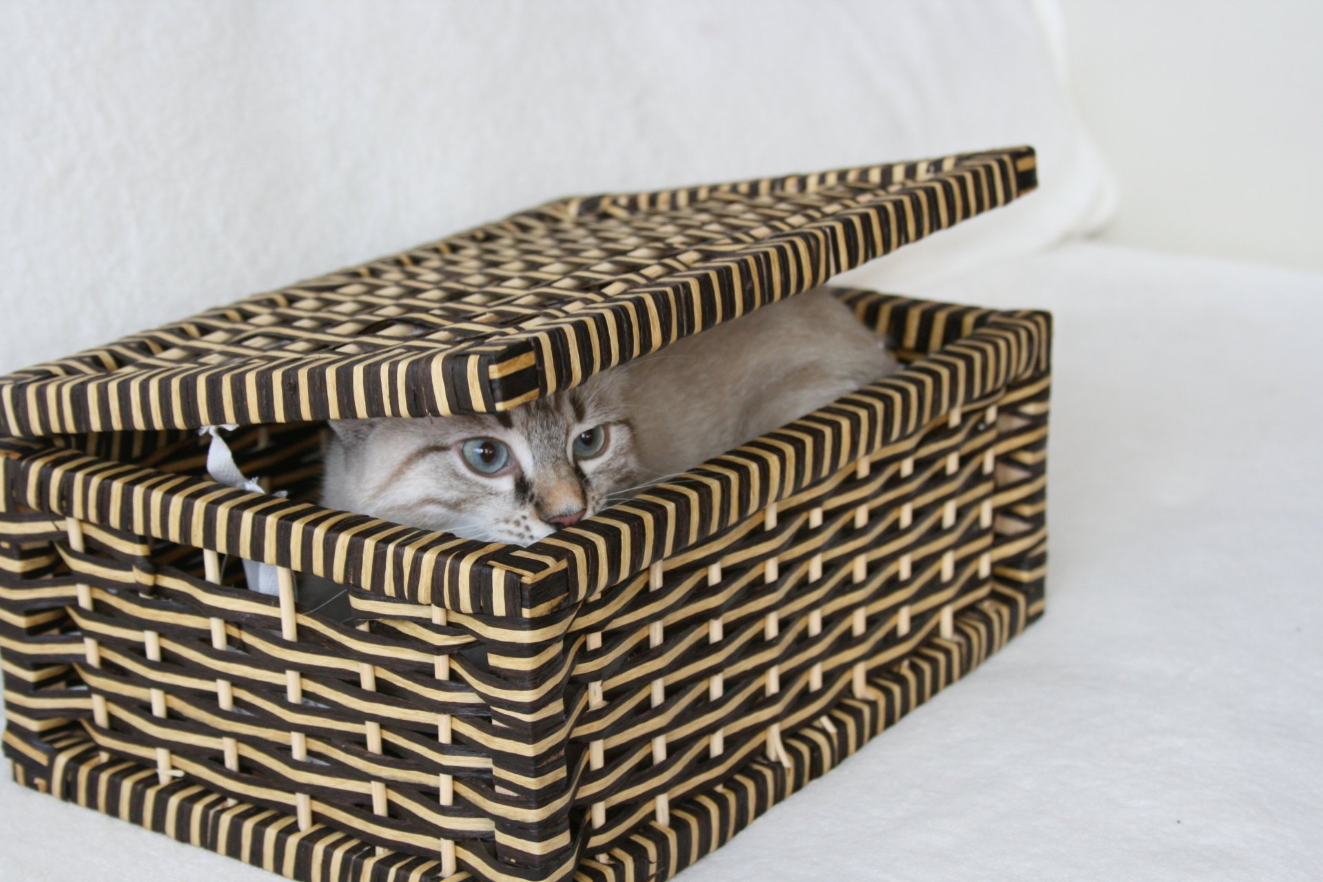 hintergrund tapete katzen katze box versteckt augen blick