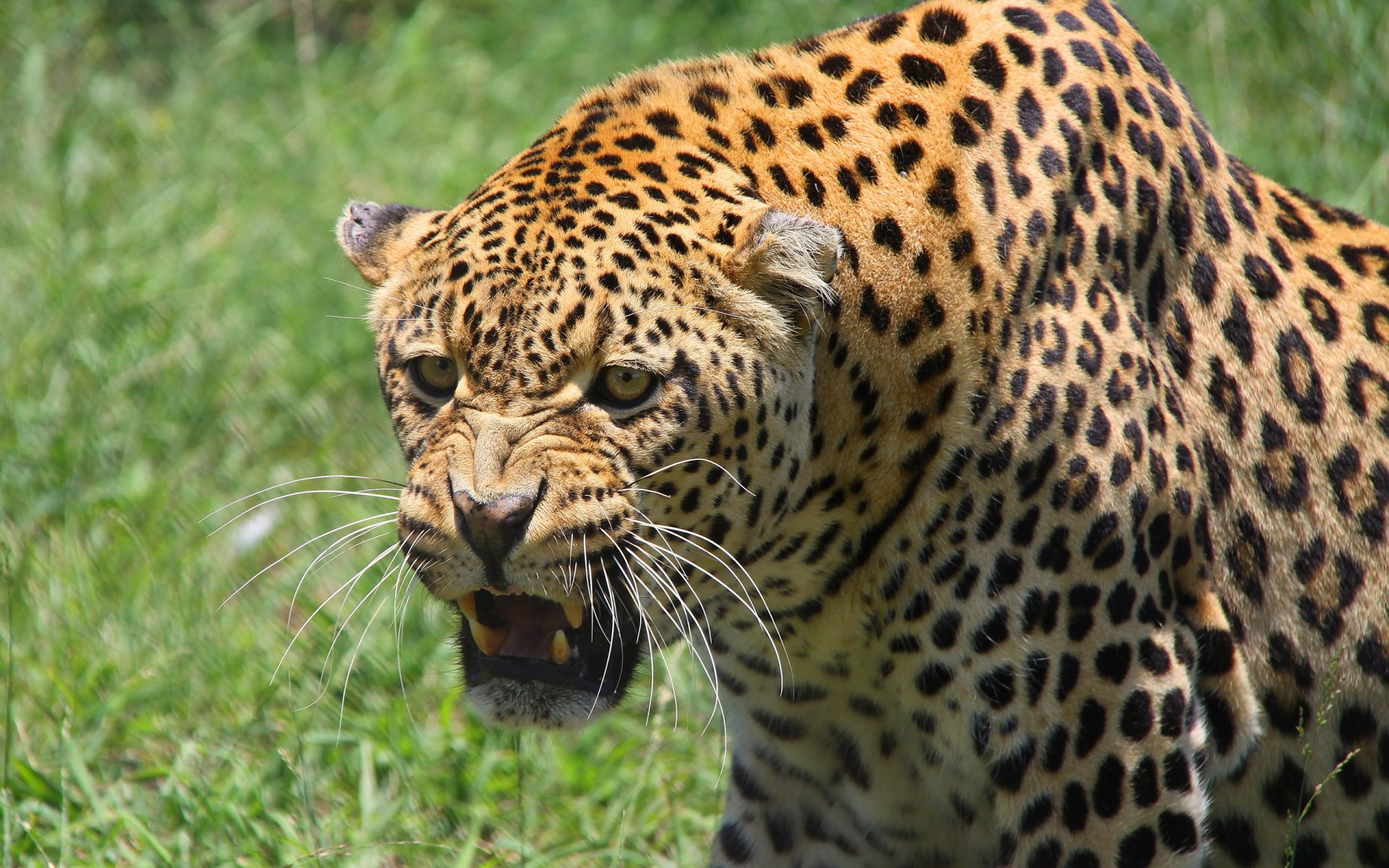 leopardo muso predatore sorriso ogressione