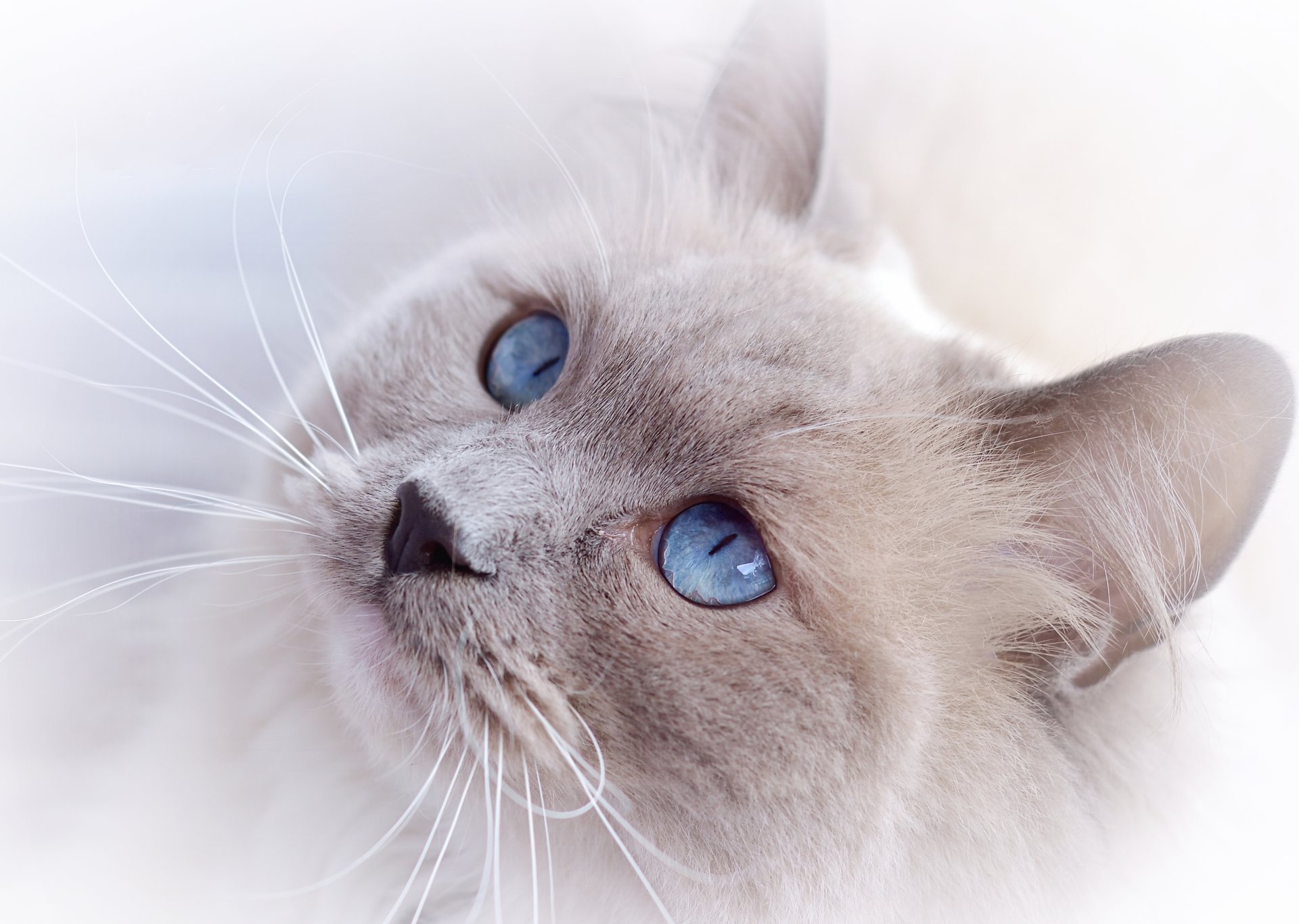 cat cat muzzle gaze blue eye