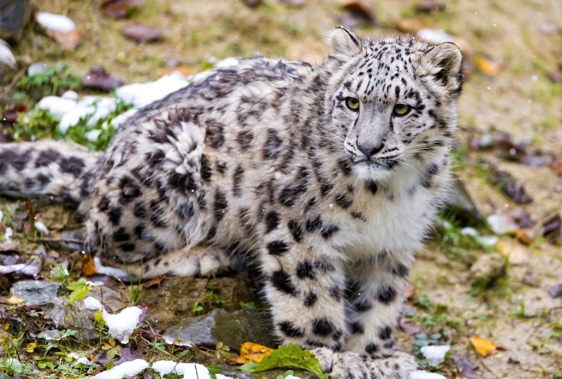 schnee leopard irbis schaut zu