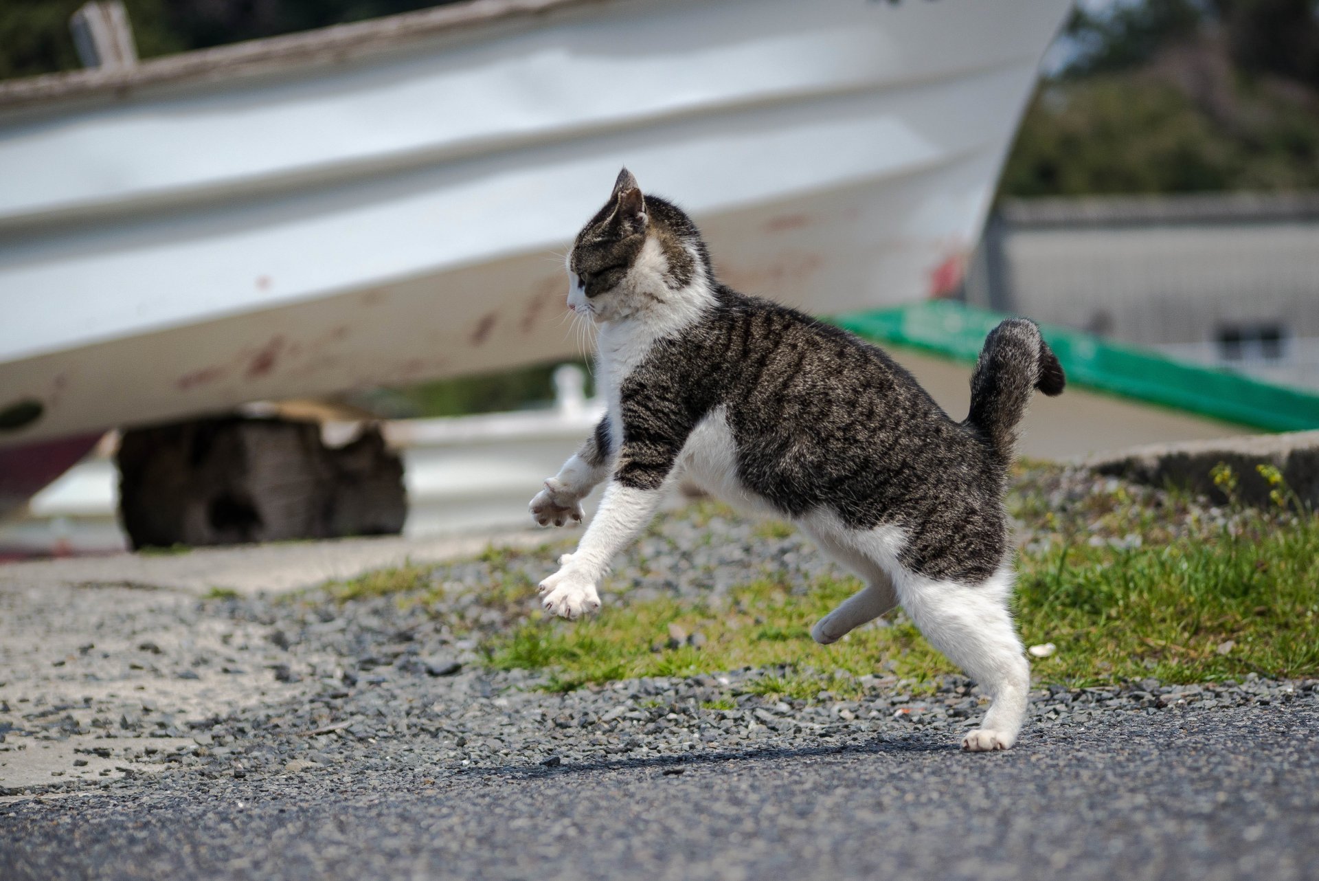 gatto koshak kotyara attacco