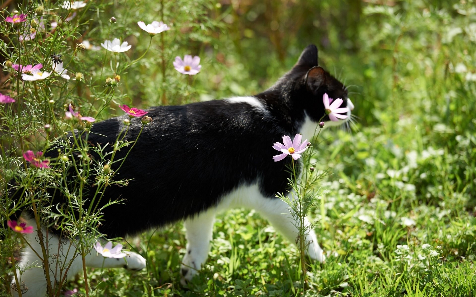 cat flower kosmeya