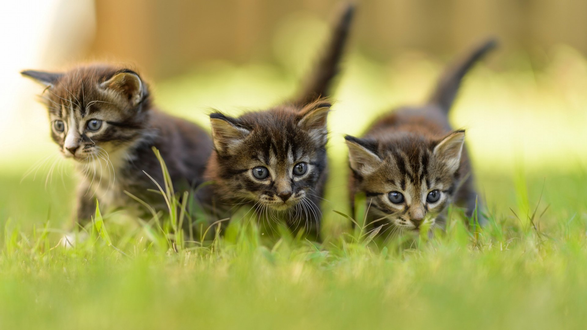 gatitos gris tres hierba verde verano desenfoque