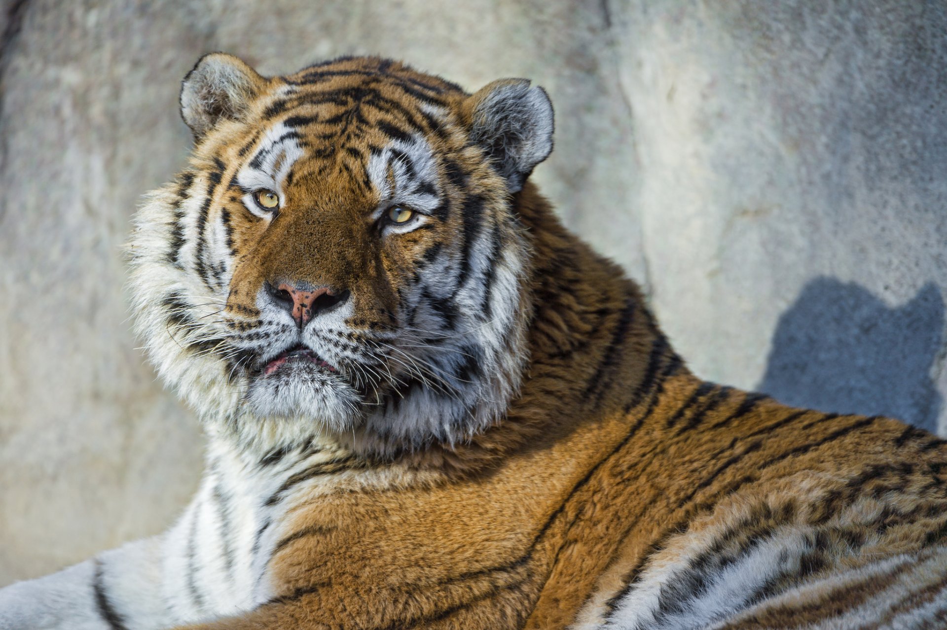 amur tiger cat tiger portrait view face © tambako the jaguar