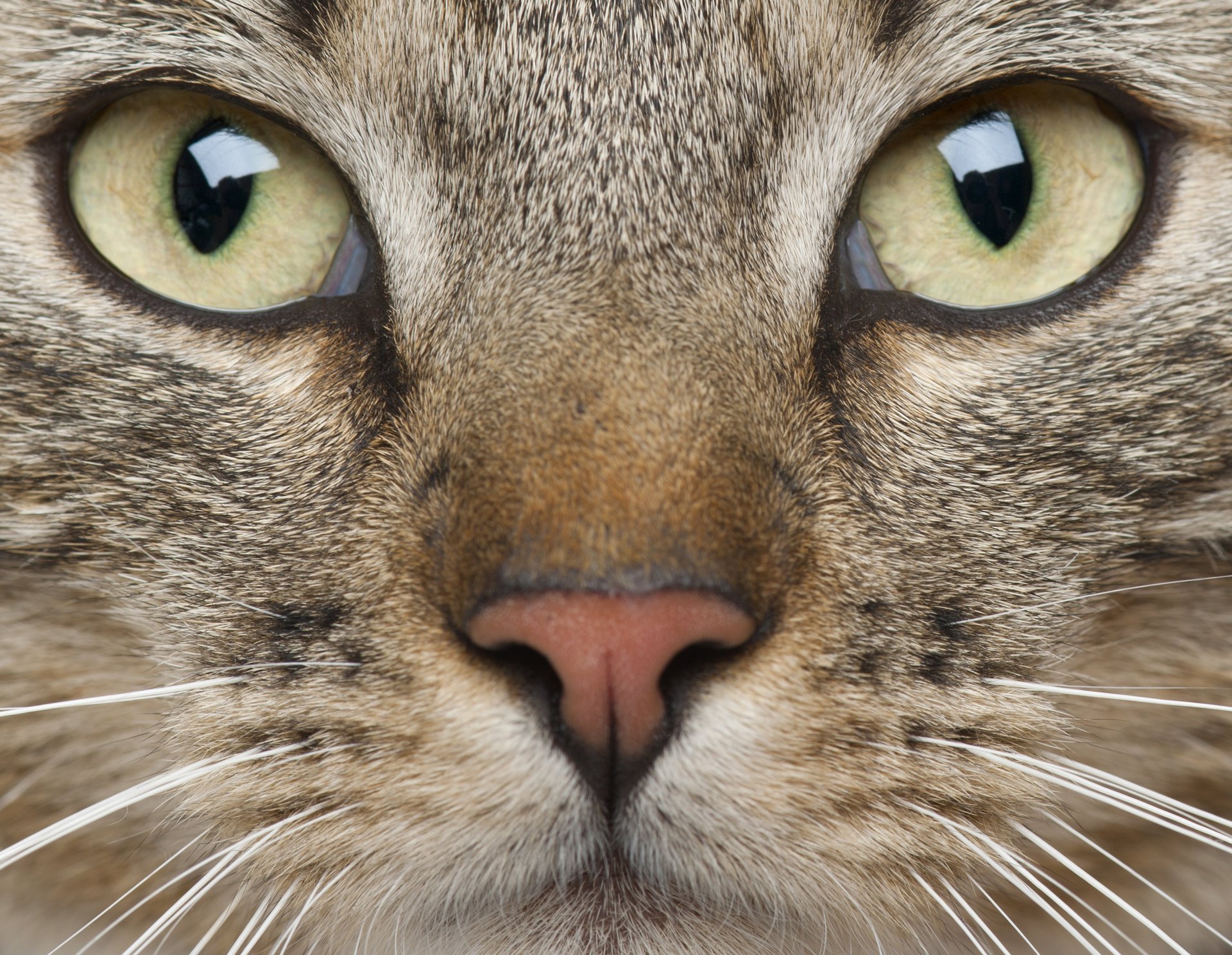 katze schnauze blick schnurrbart tier