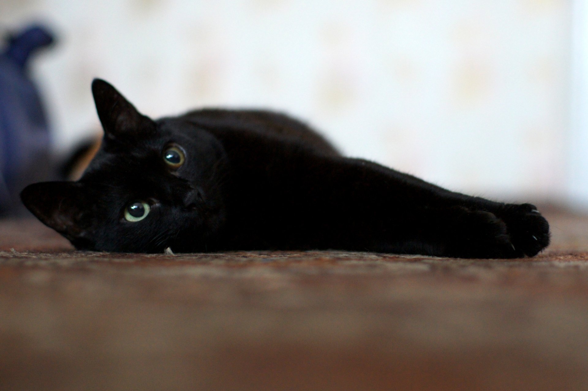 gato negro ojos bigote felicidad