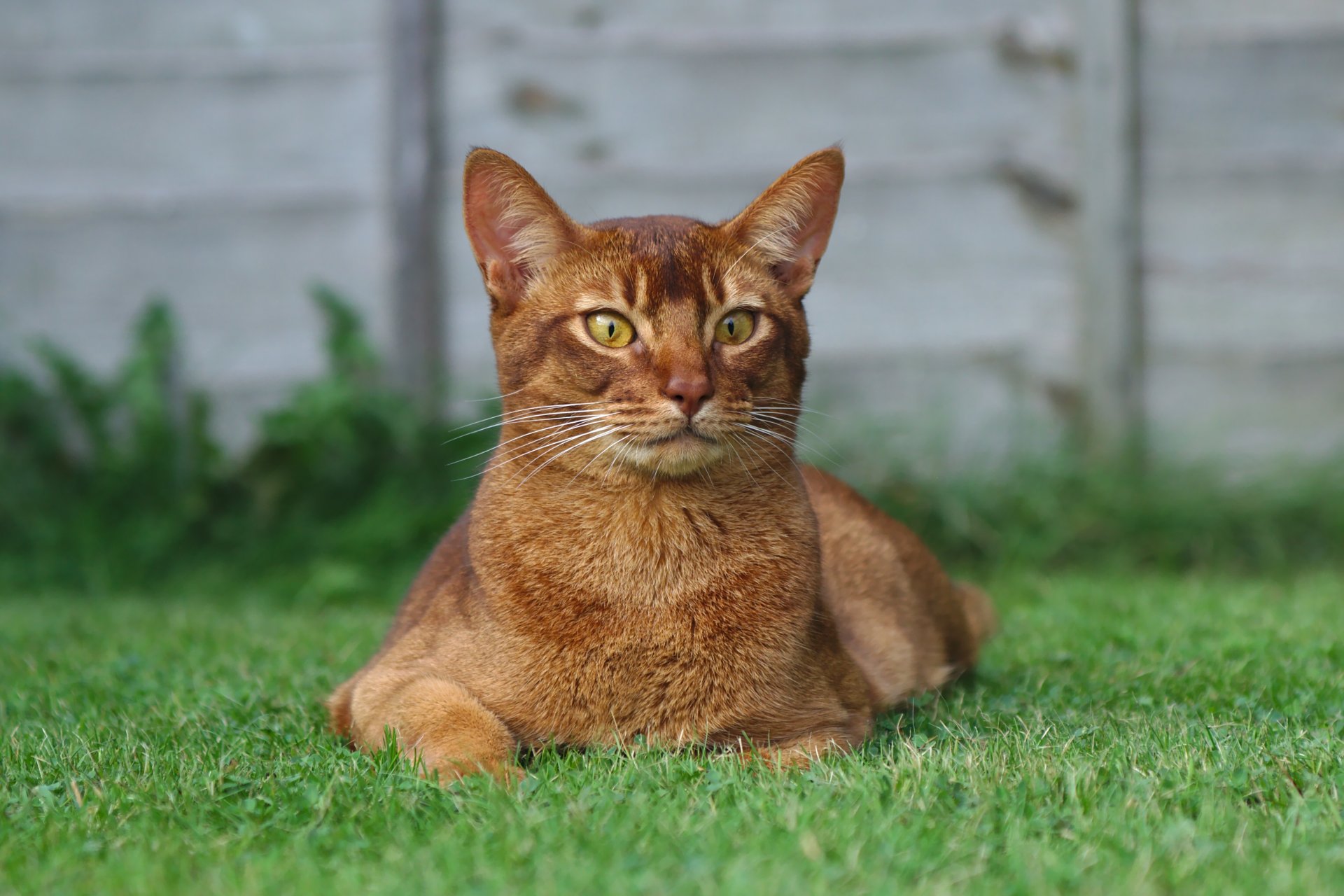 katze rot blick liegt gras