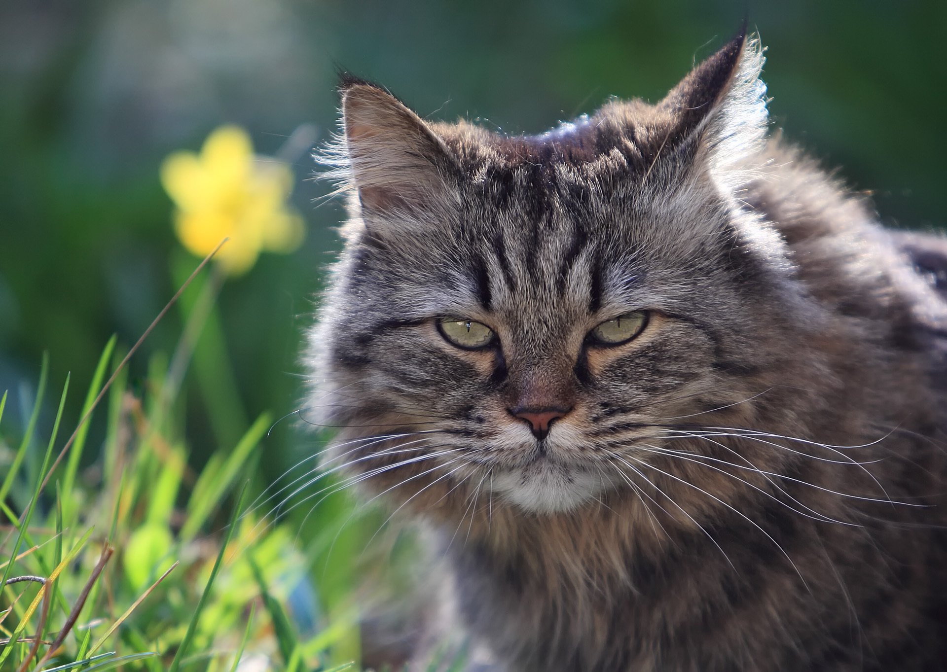 gatto peloso muso vista erba estate natura