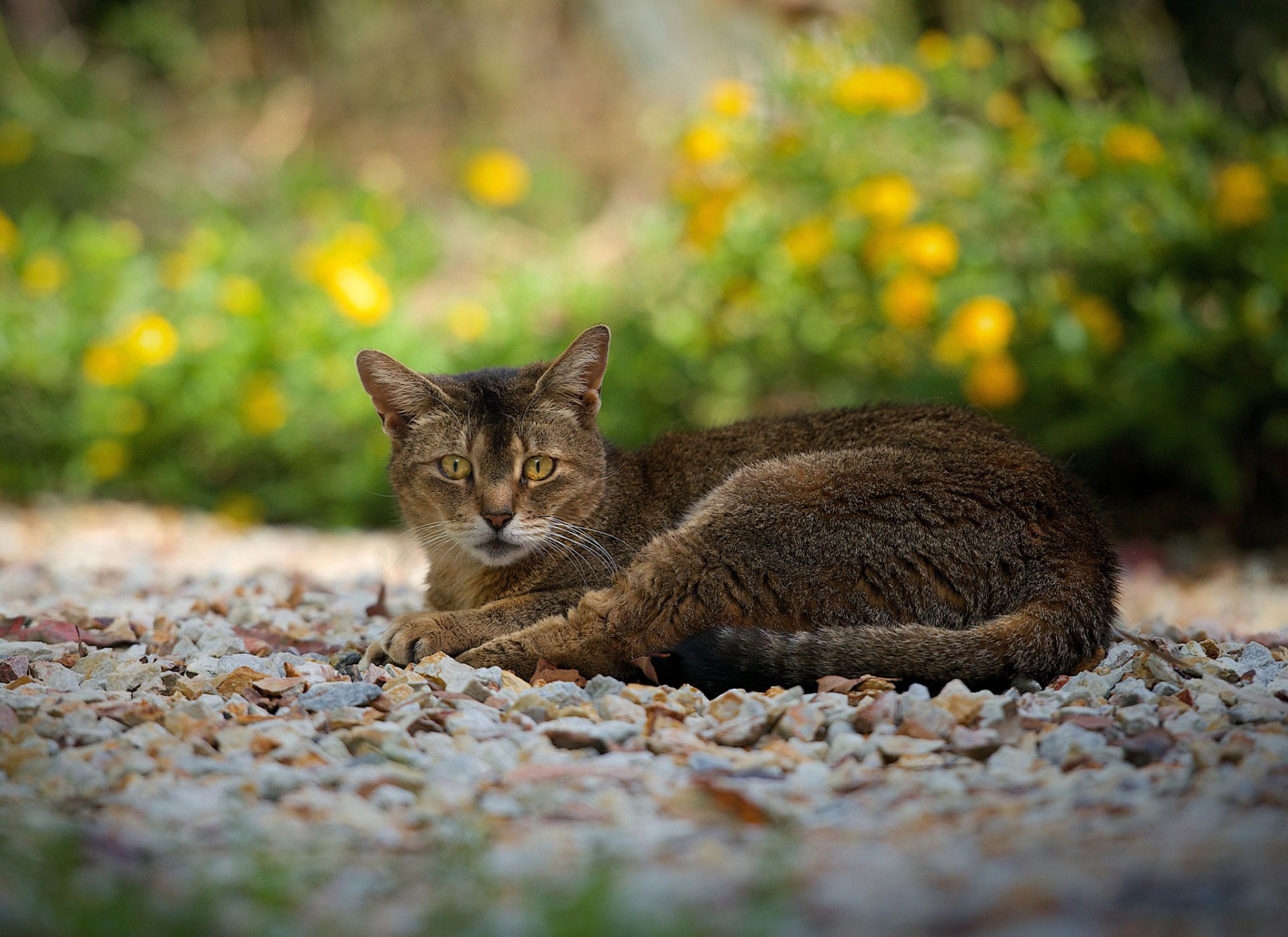 ciottoli sentiero gatto grigio-marrone riposo vista