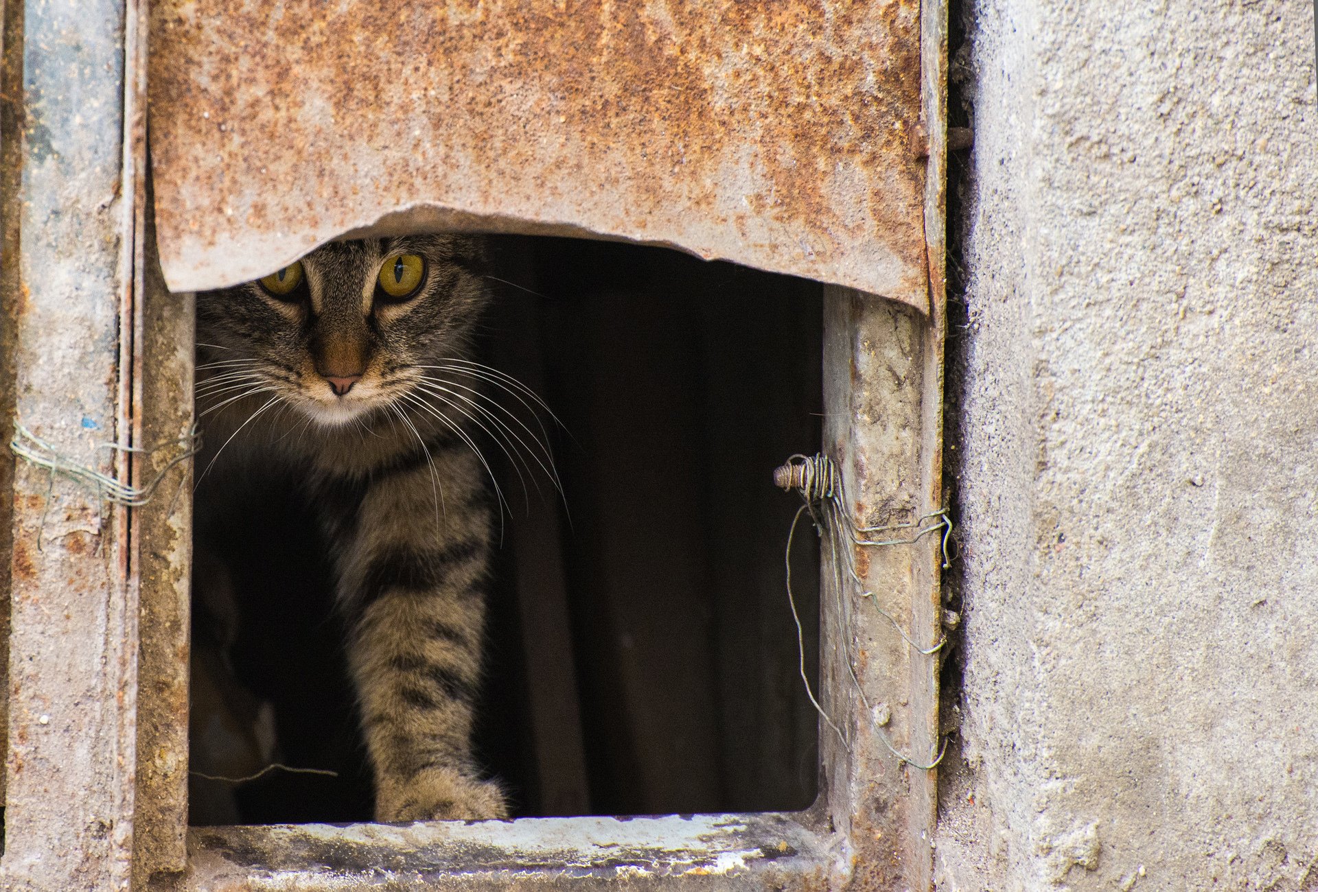 кошка кот котэ выглядывает улица