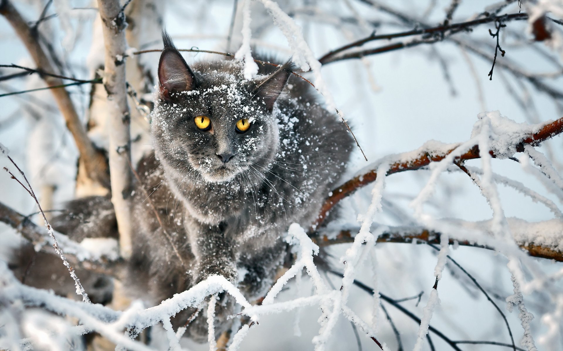 katze blick hintergrund