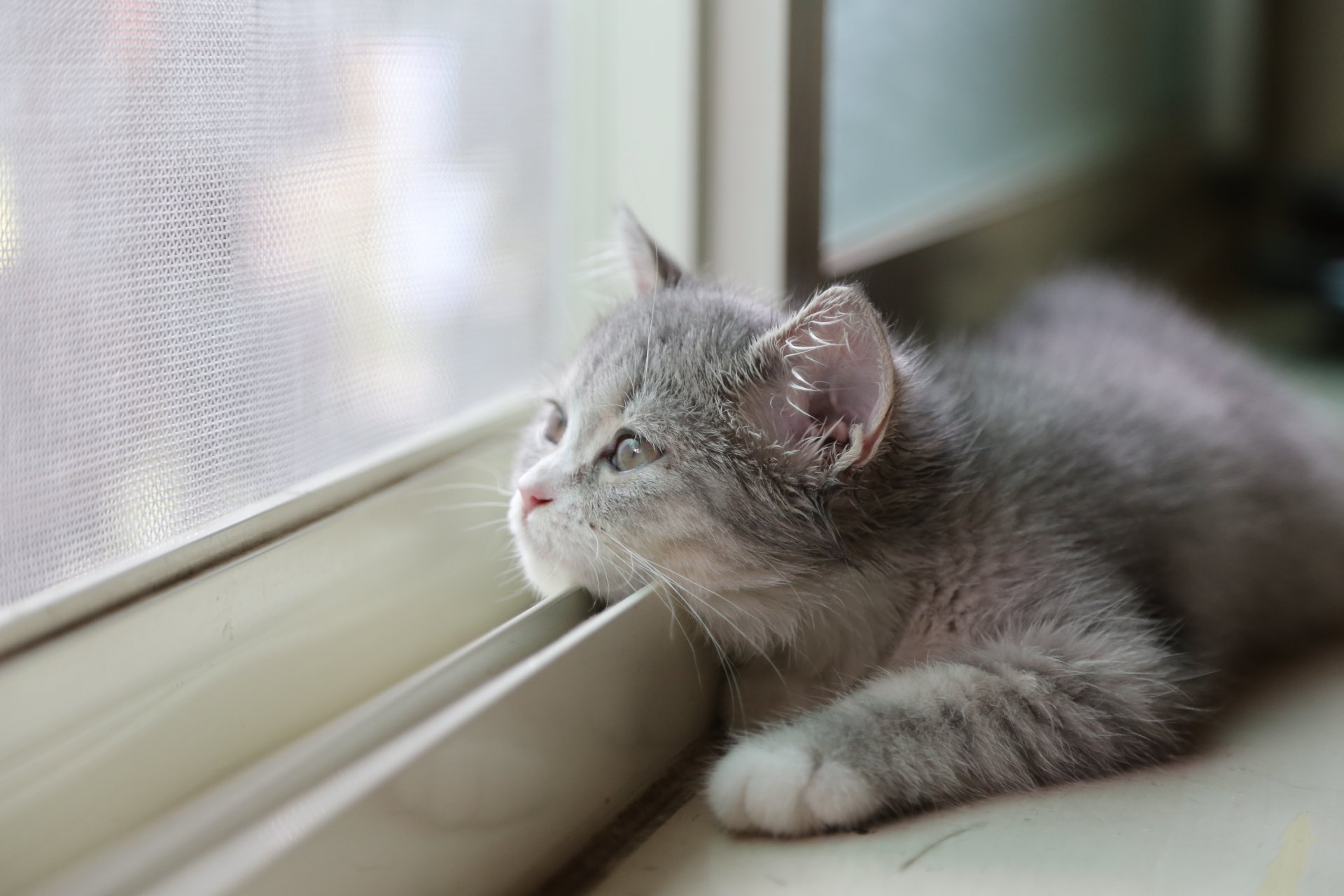 katze blick hintergrund