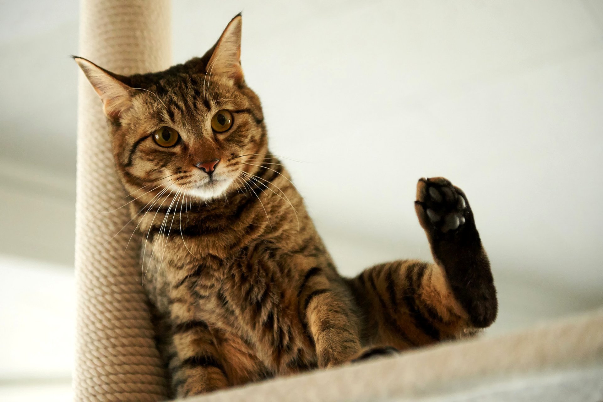 cat view paw sitting background