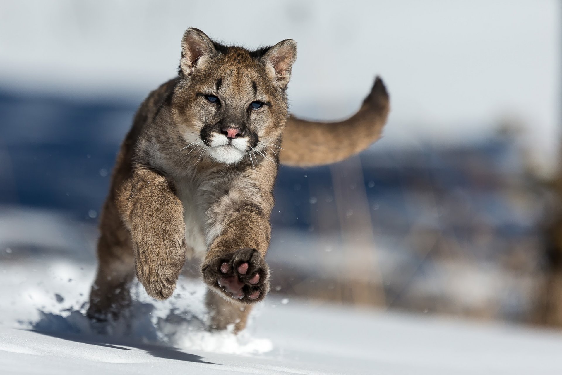 puma nieve invierno