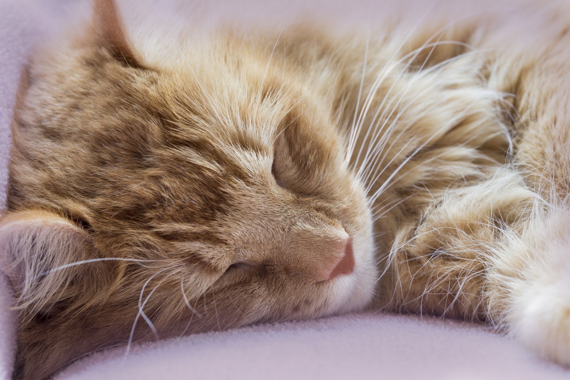 gato pelirroja sueño descanso