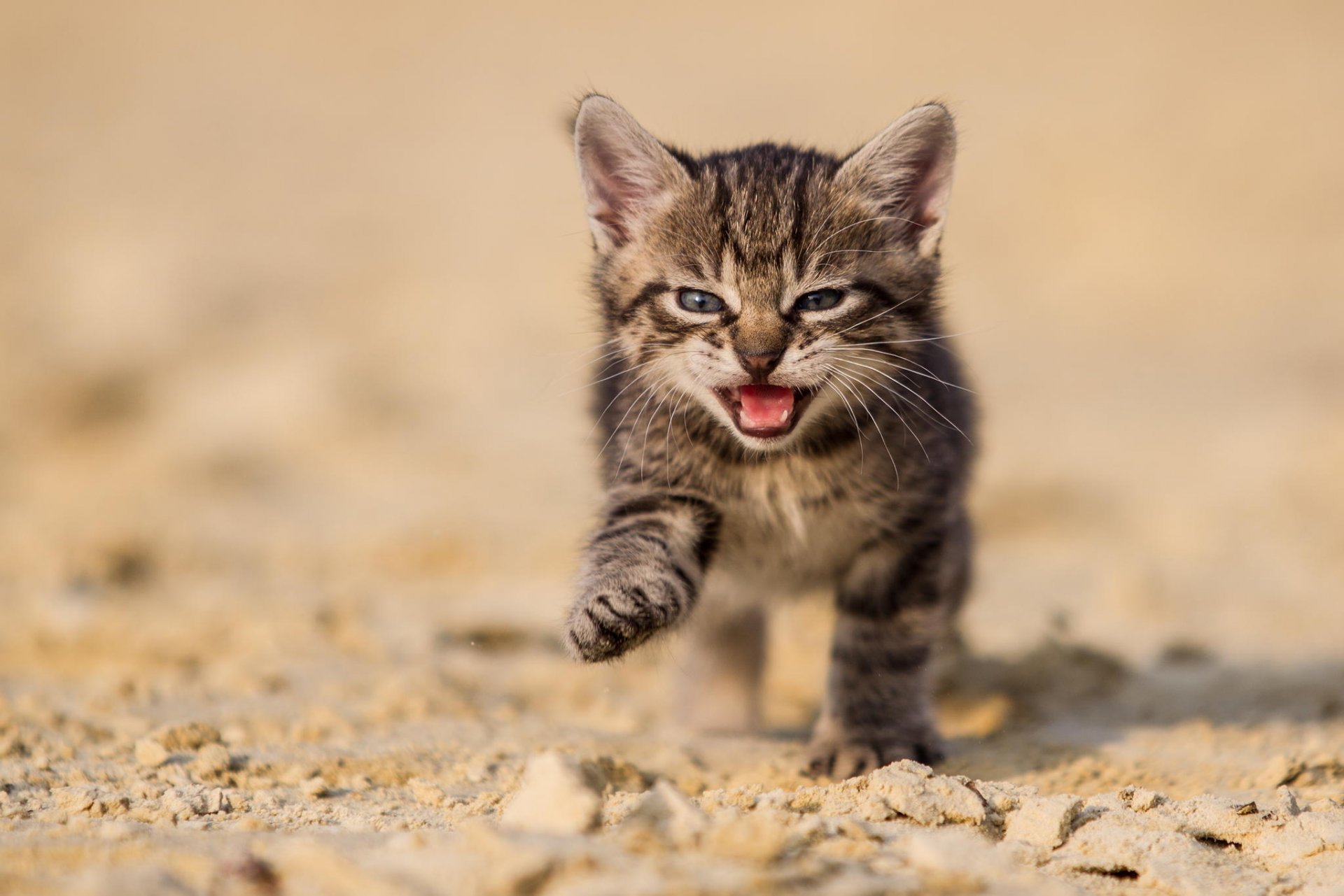 cat kitten grey land sand nature