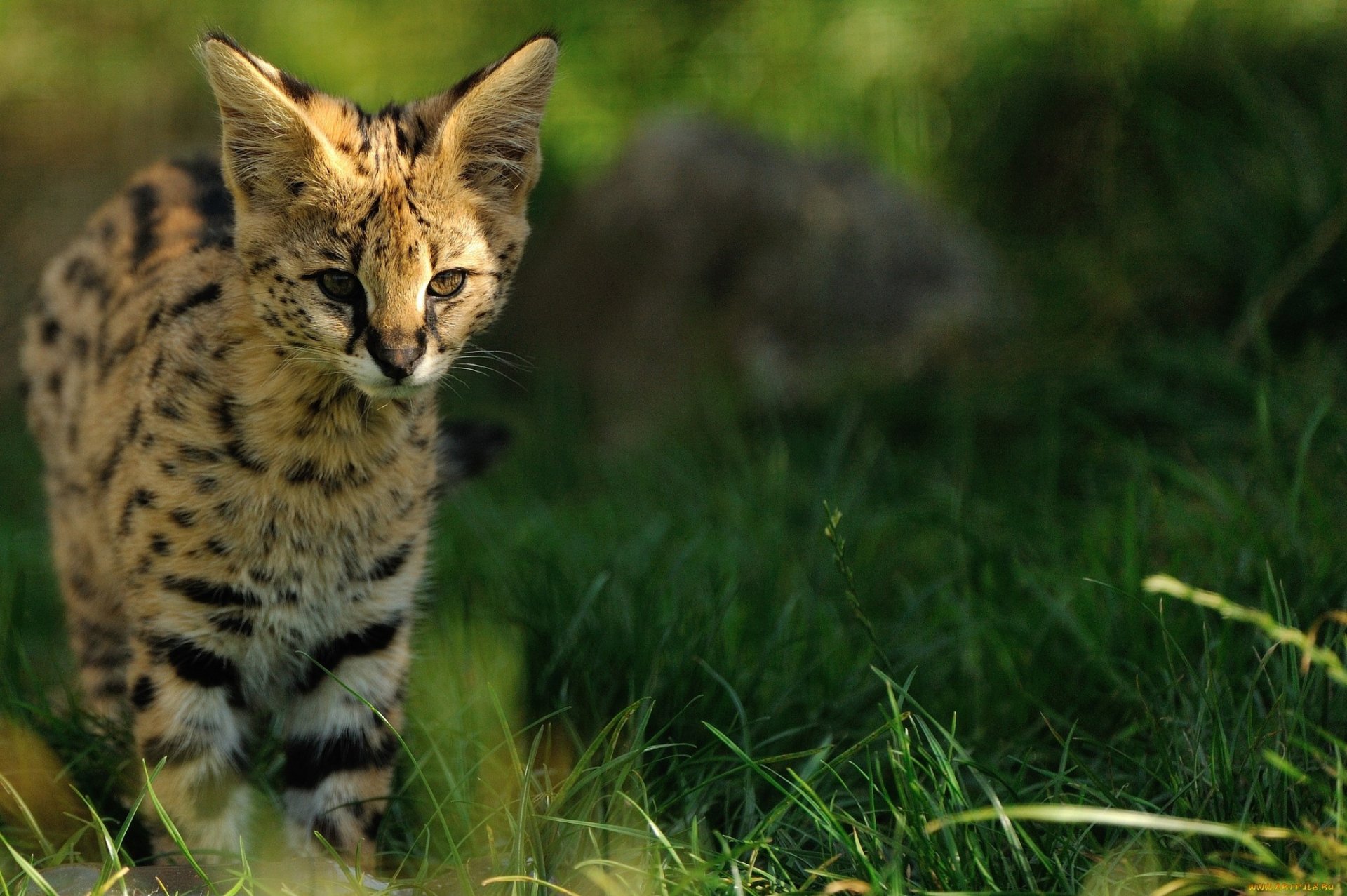 serval gatto selvatico gattino orecchie erba