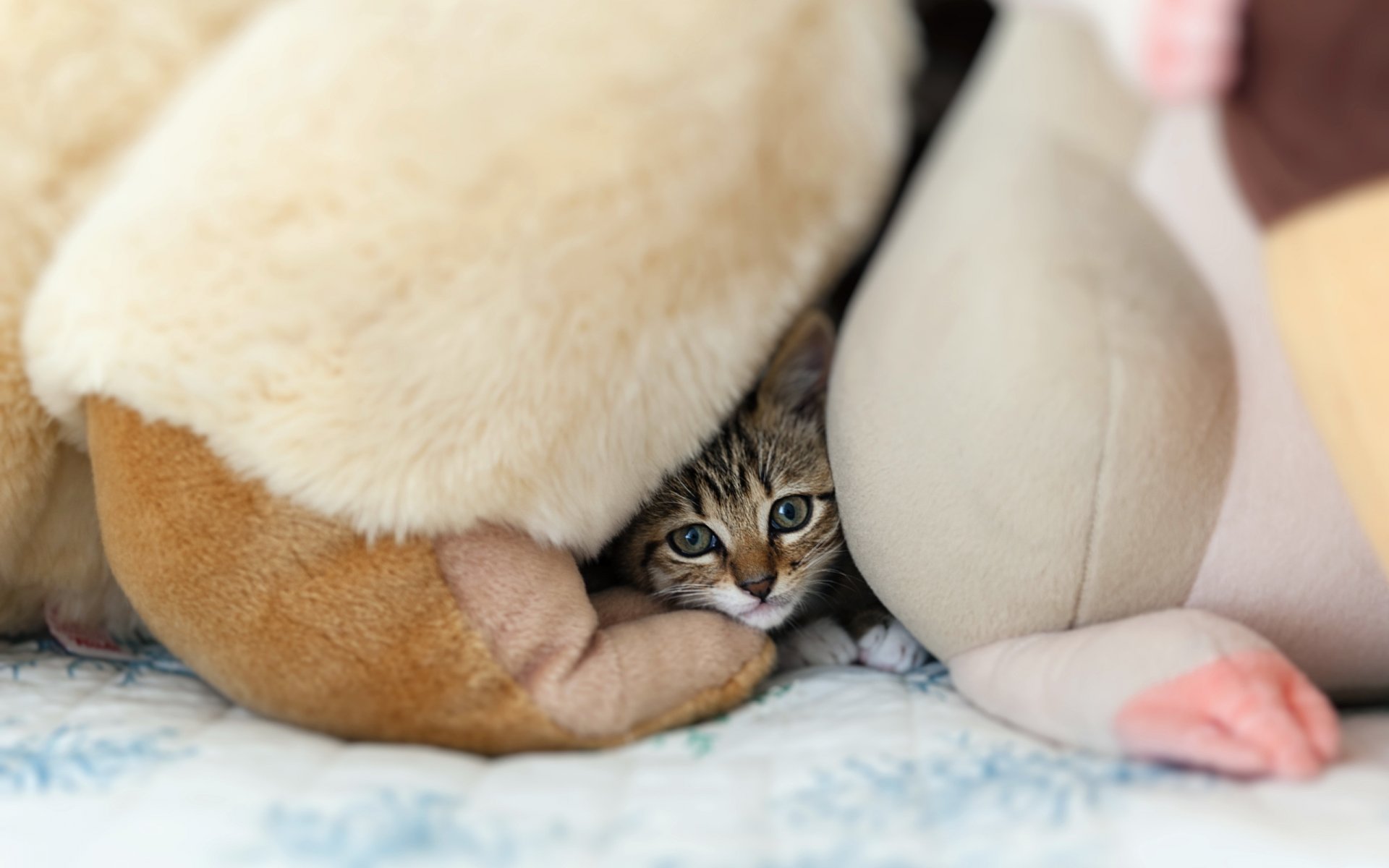 katze blick hintergrund