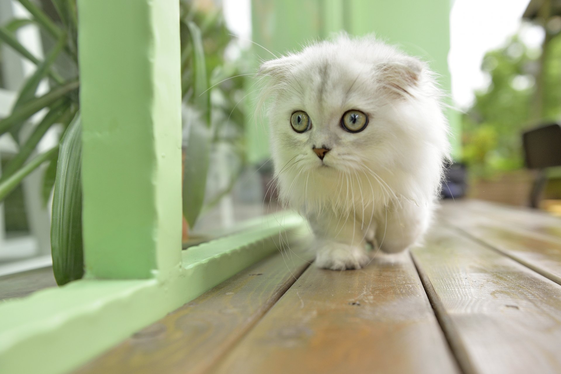 gato gato gato ojos bigote