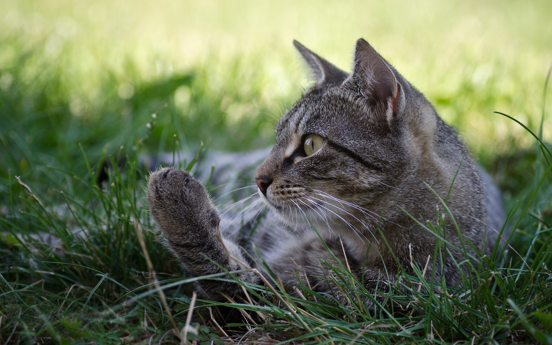 herbe chat chat gris profil