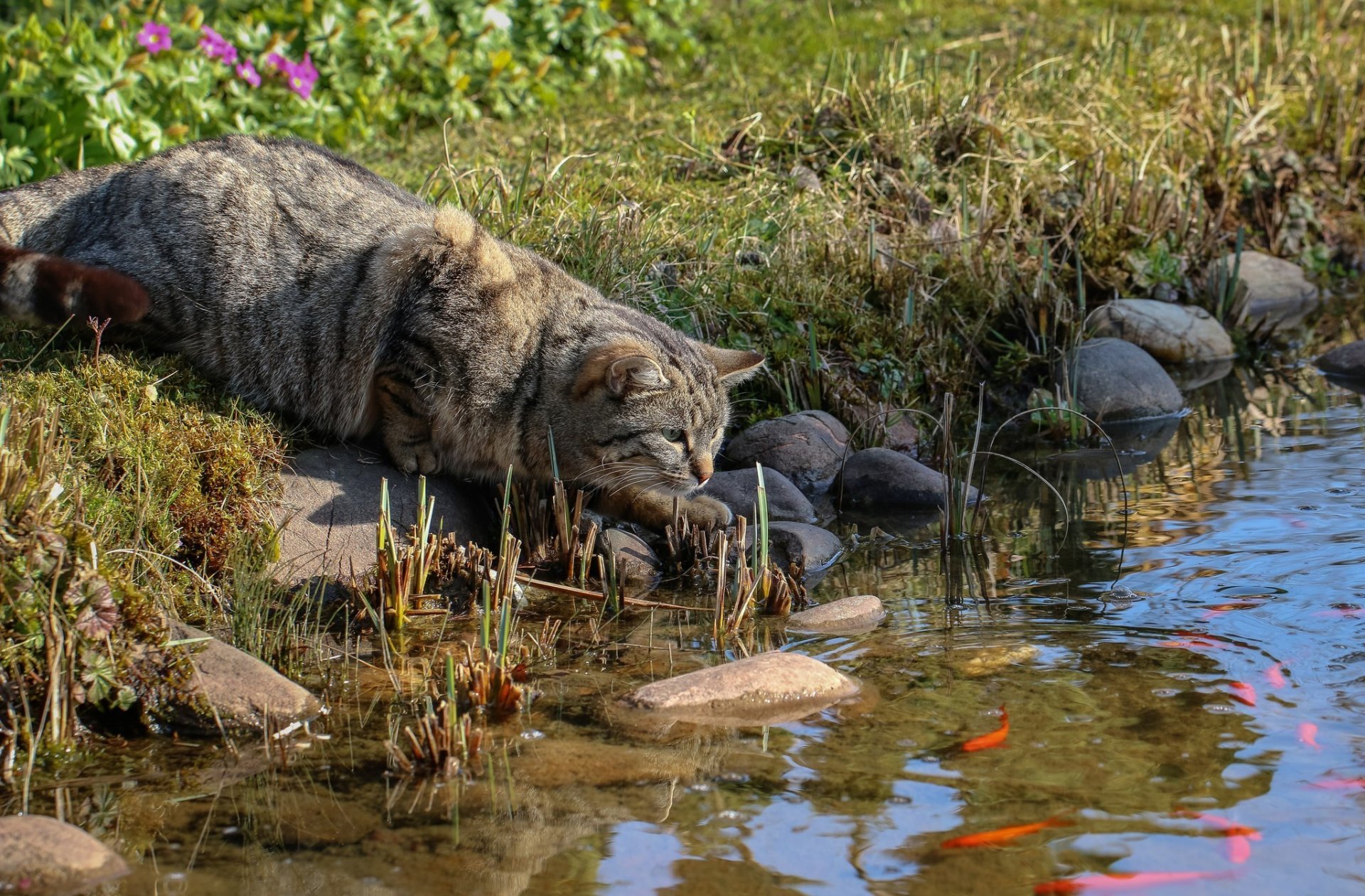 côte herbe pierres poissons chat gris rayé chasse se faufile veille observe attend