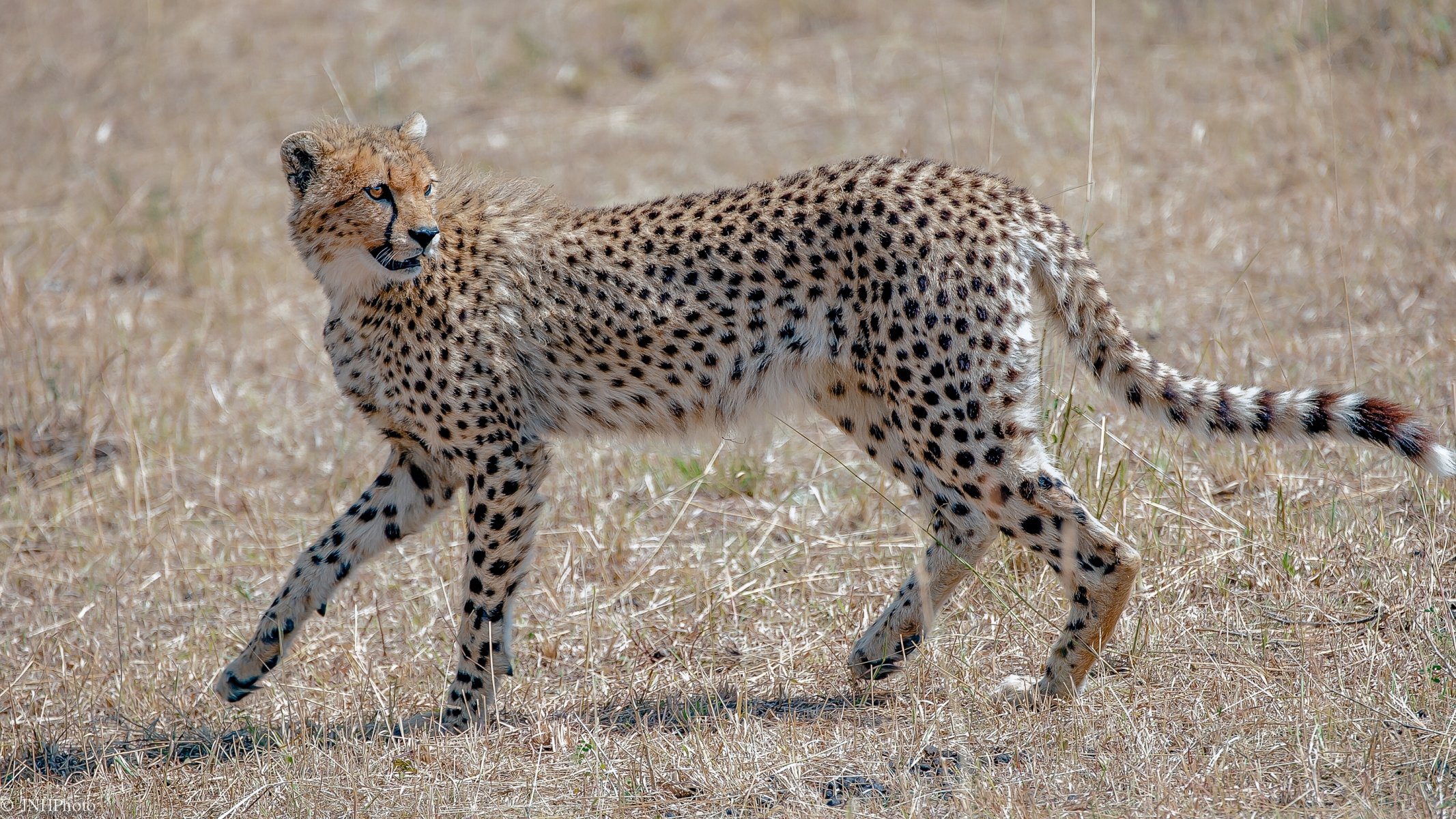 guépard chat sauvage prédateur grâce