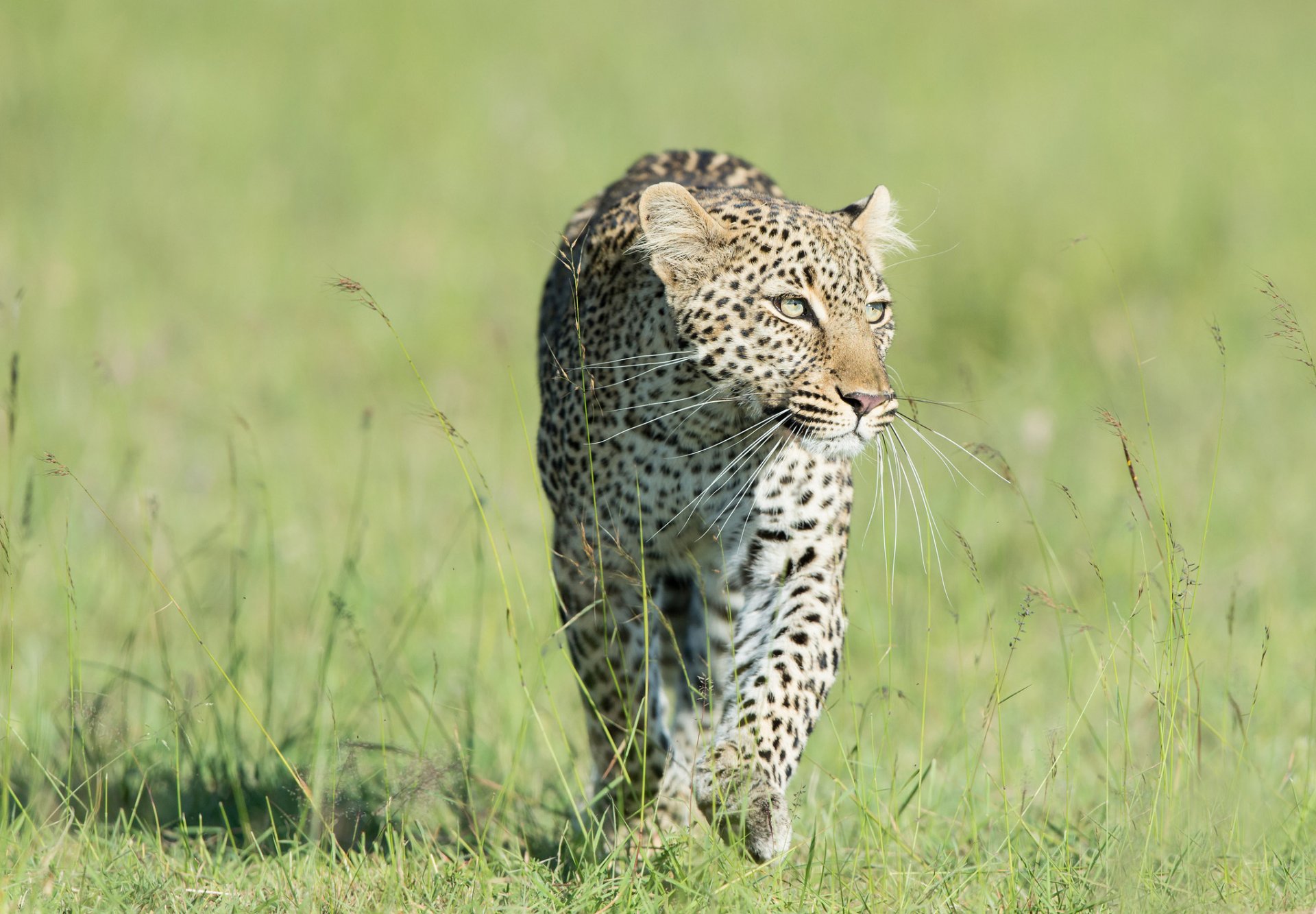 grass predator leopard