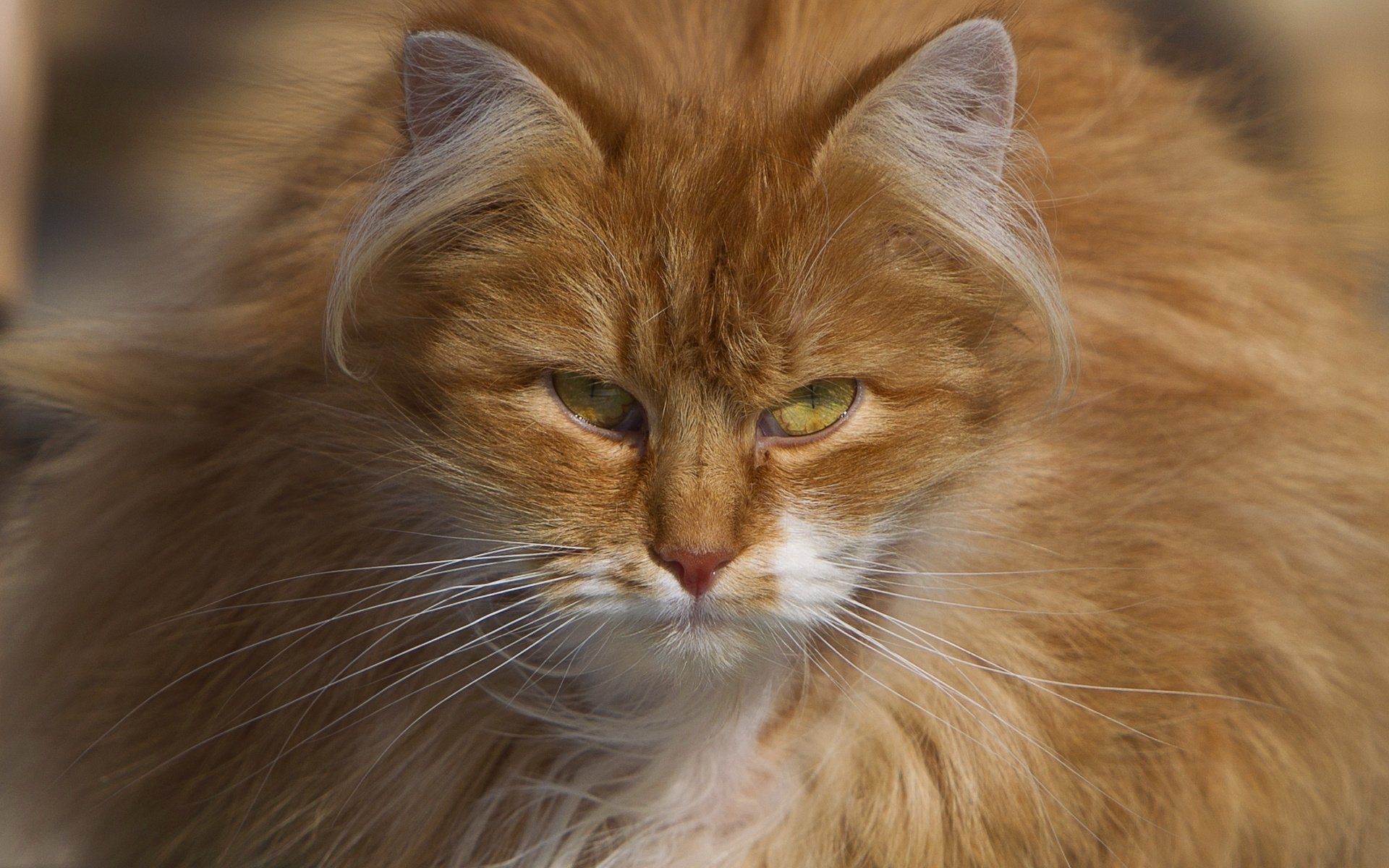 katze rot flauschig blick