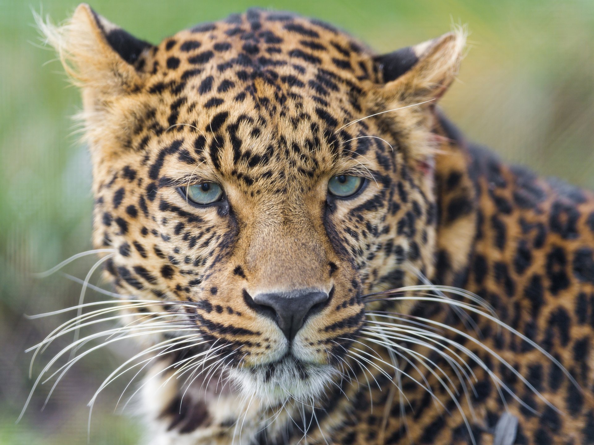 leopard wild cat face mustache view portrait