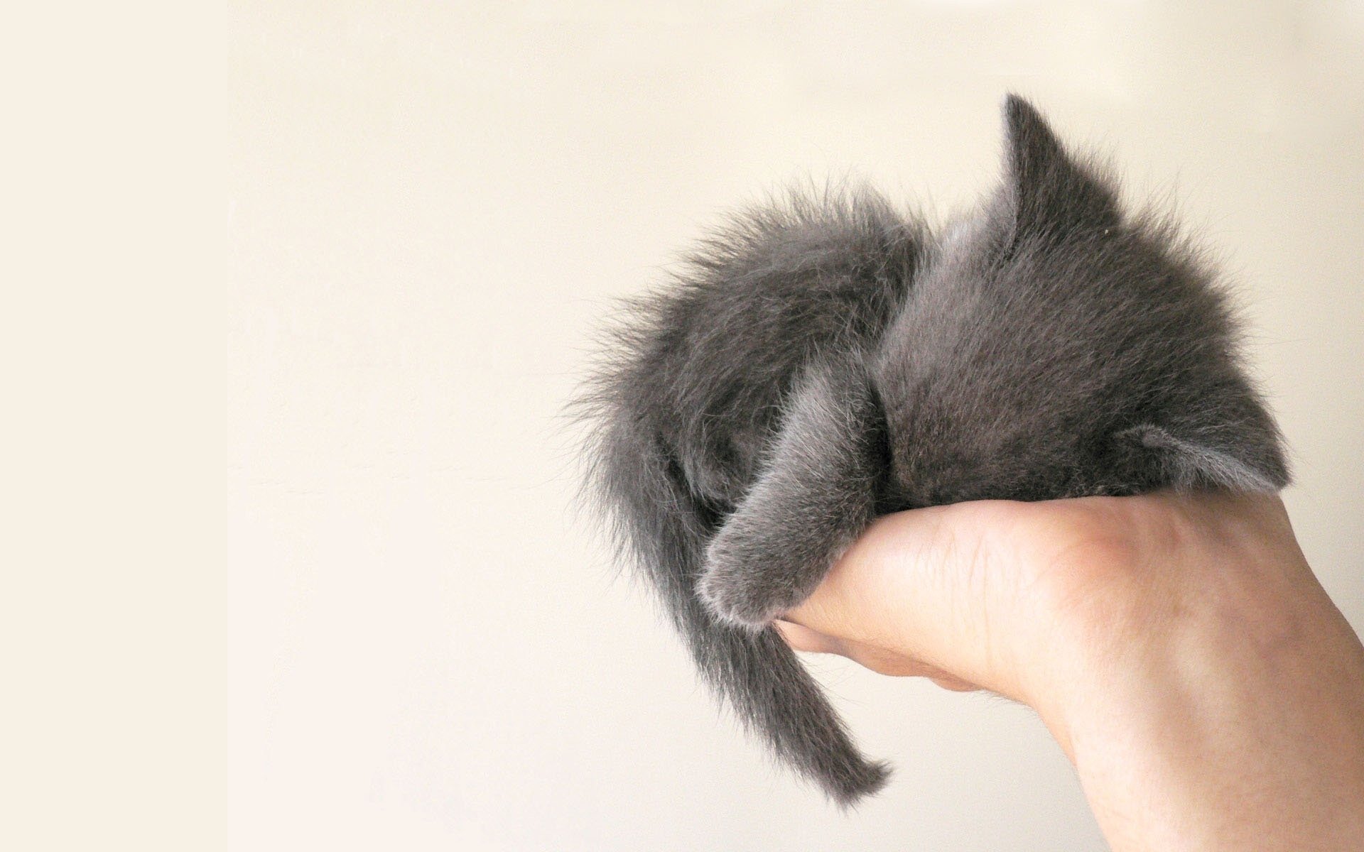 carce grey sleeping hand palm white background