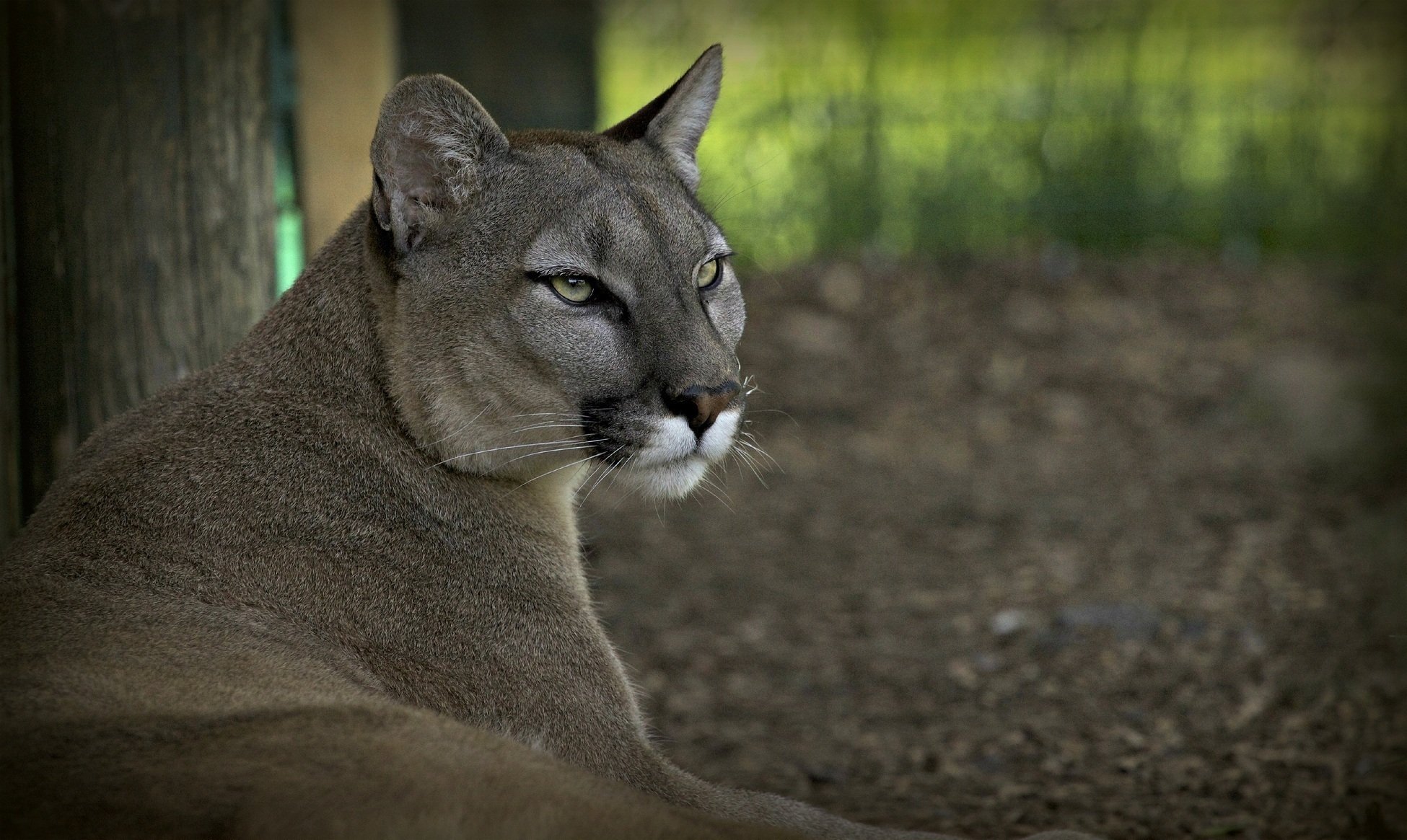 puma kuguar lew górski żbik drapieżnik pysk odpoczynek © ania jone