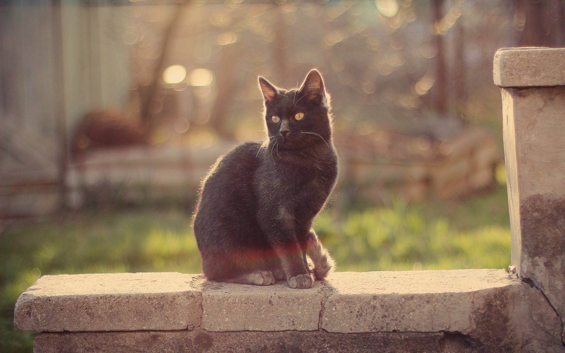 gatto baffi parete vista luce bagliore