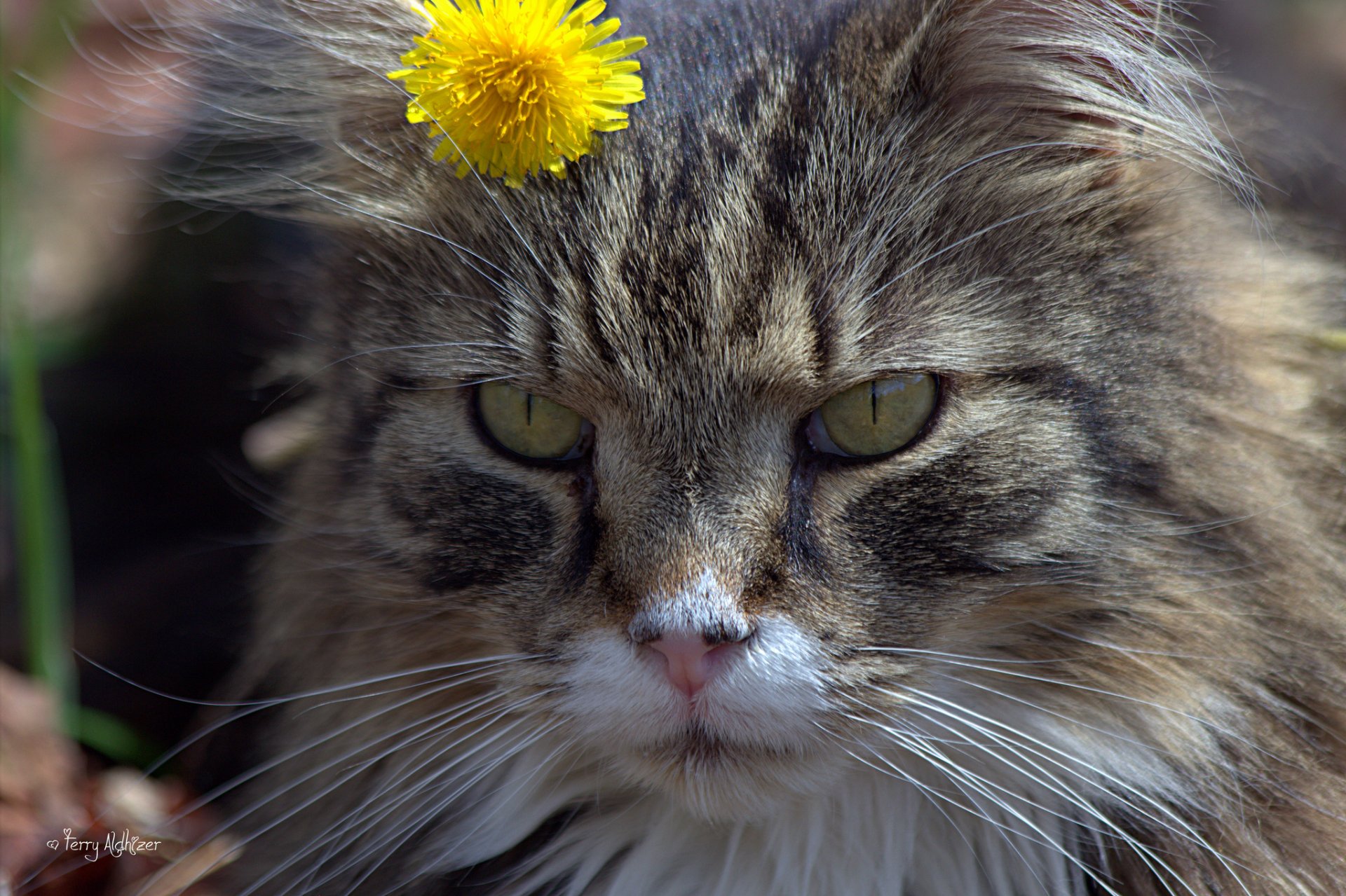 gato gato hocico flor diente de león