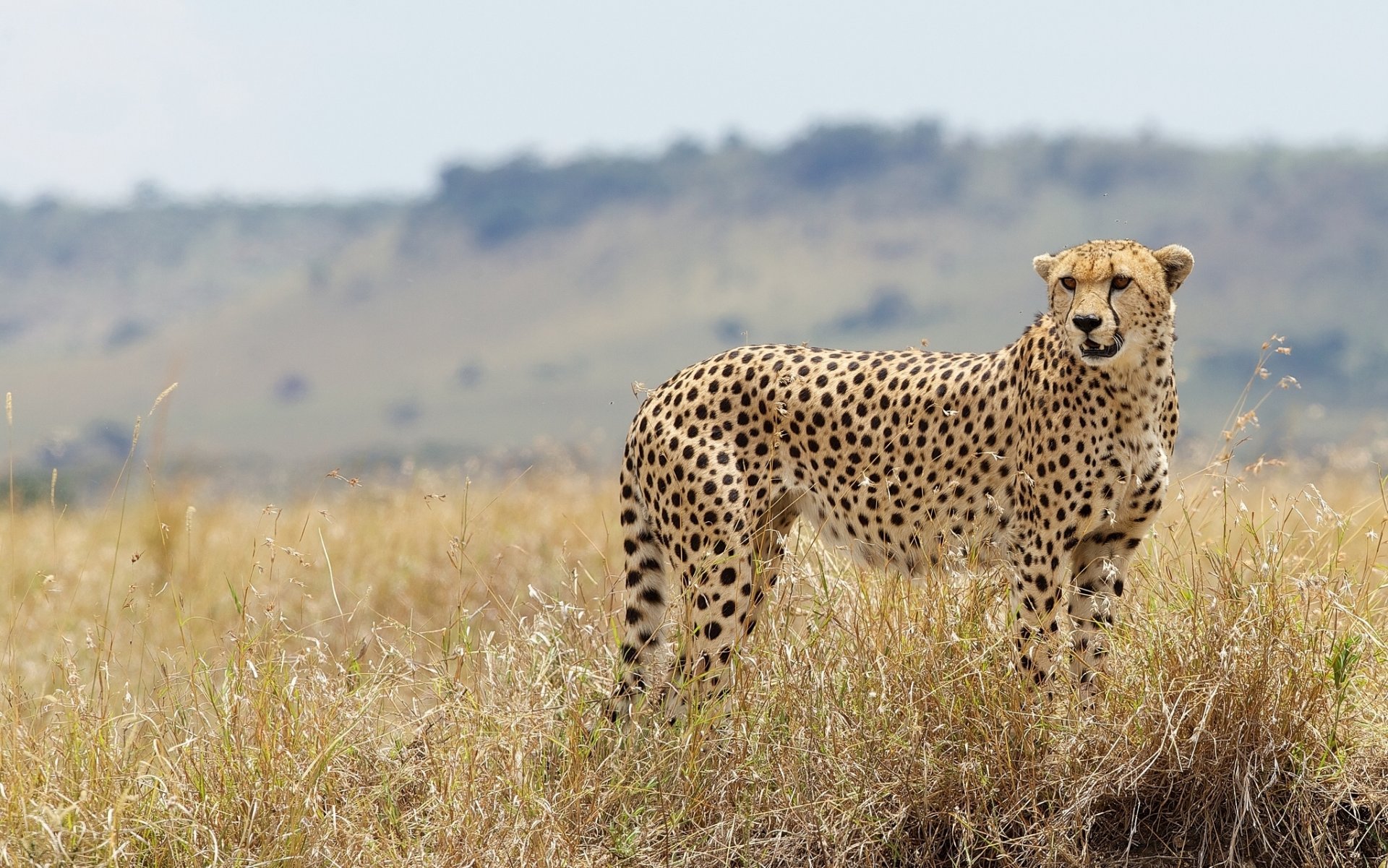 guépard chat sauvage herbe