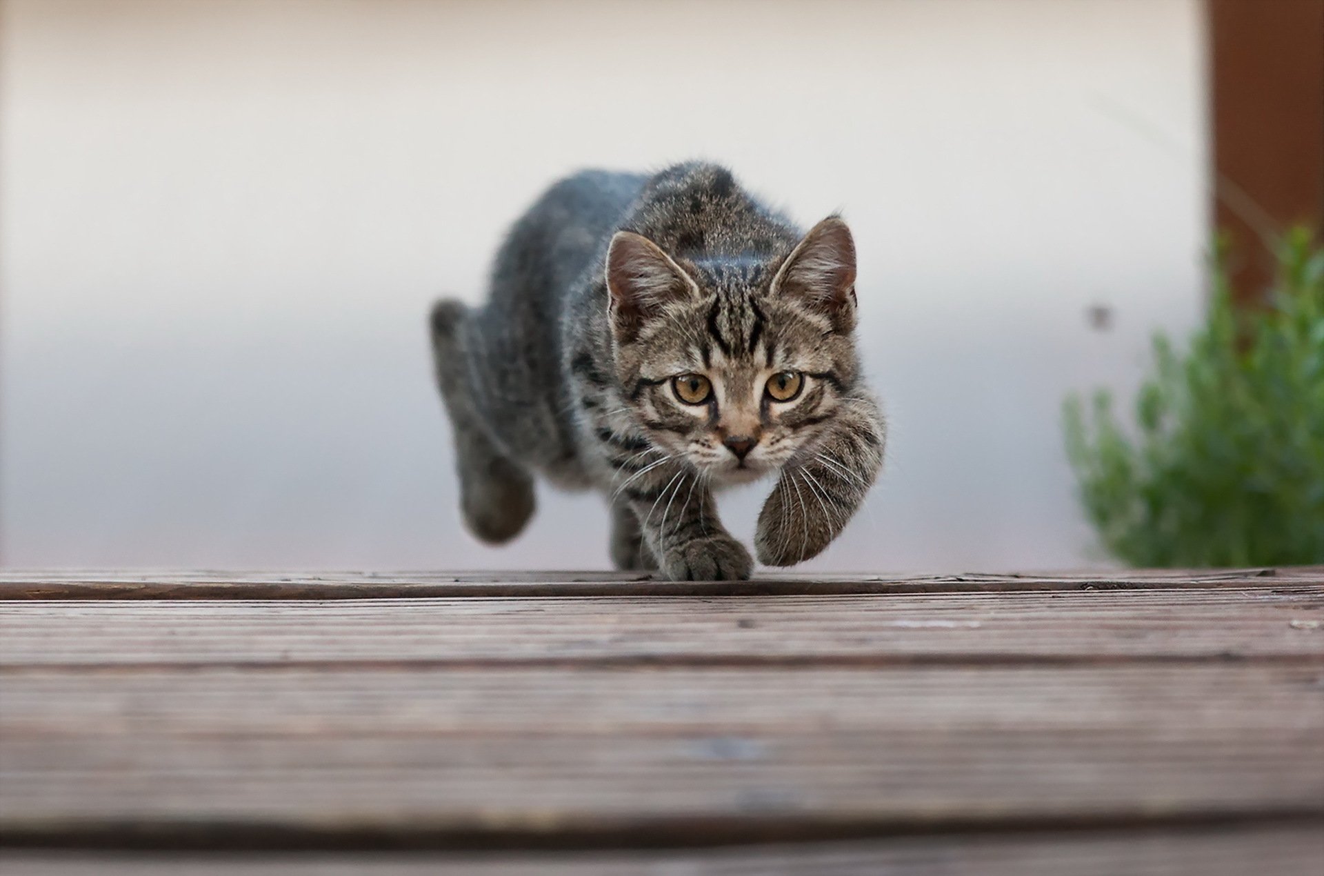 katze blick hintergrund