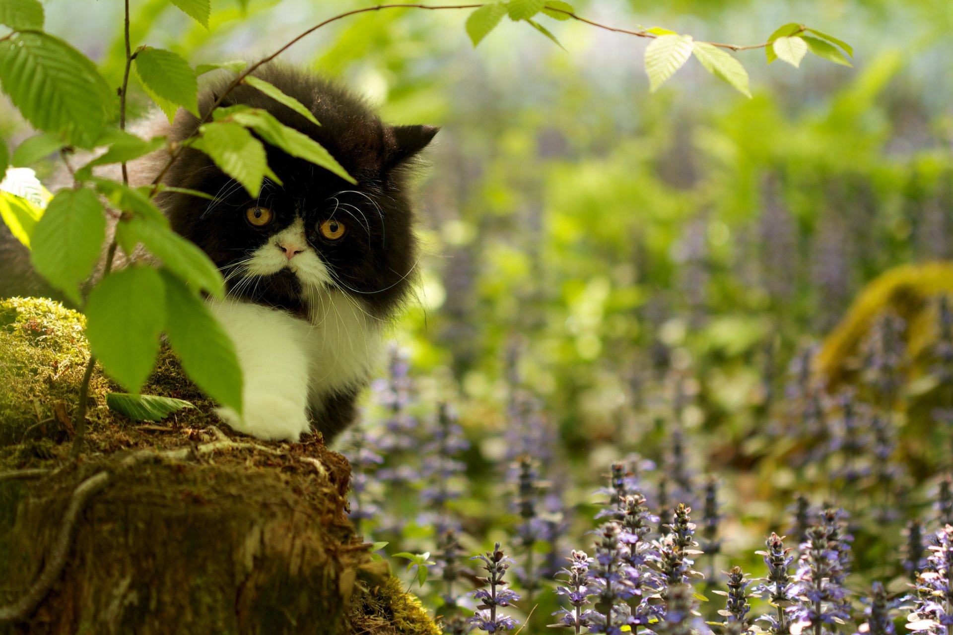 hierba flores ramas tocón musgo gato vista