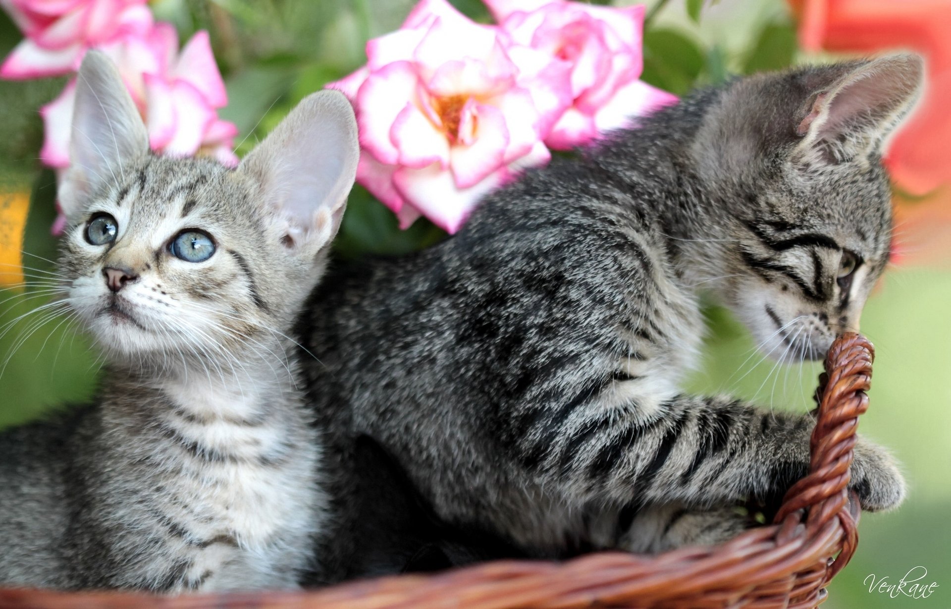 chatons panier roses