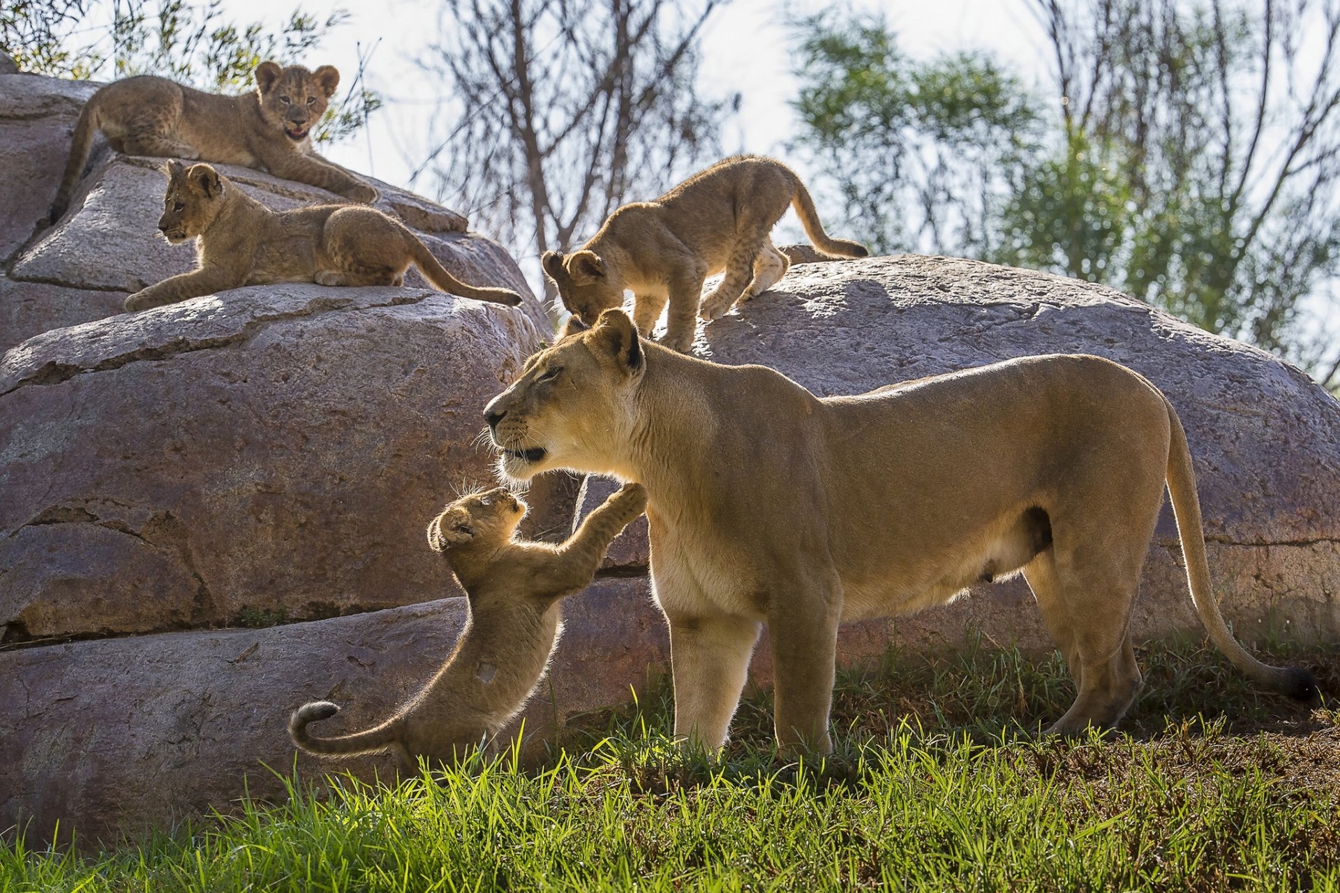 leoni leonessa cuccioli di leone gattini cuccioli maternità pietre