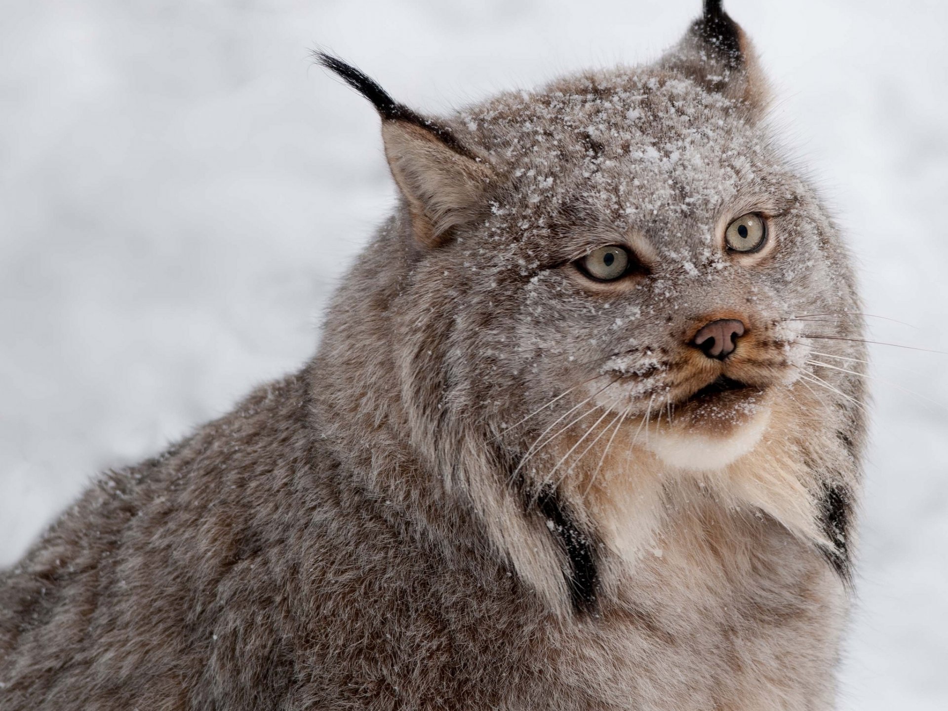 luchs raubtier schnee